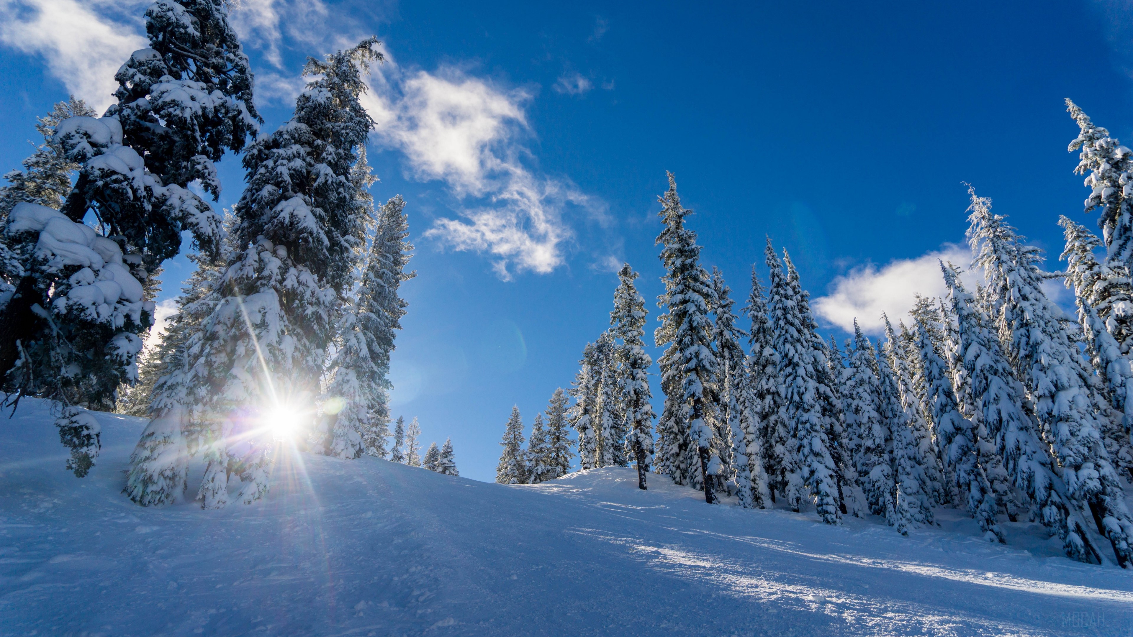 Snowy trees on a sunny winter day 4K HD Wallpaper