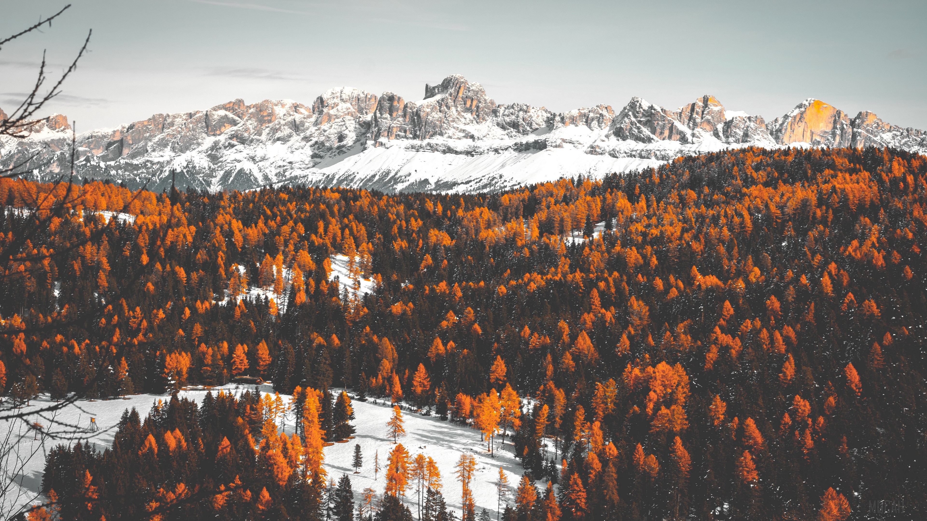 Autumn forest with snow-capped mountains HD Wallpaper