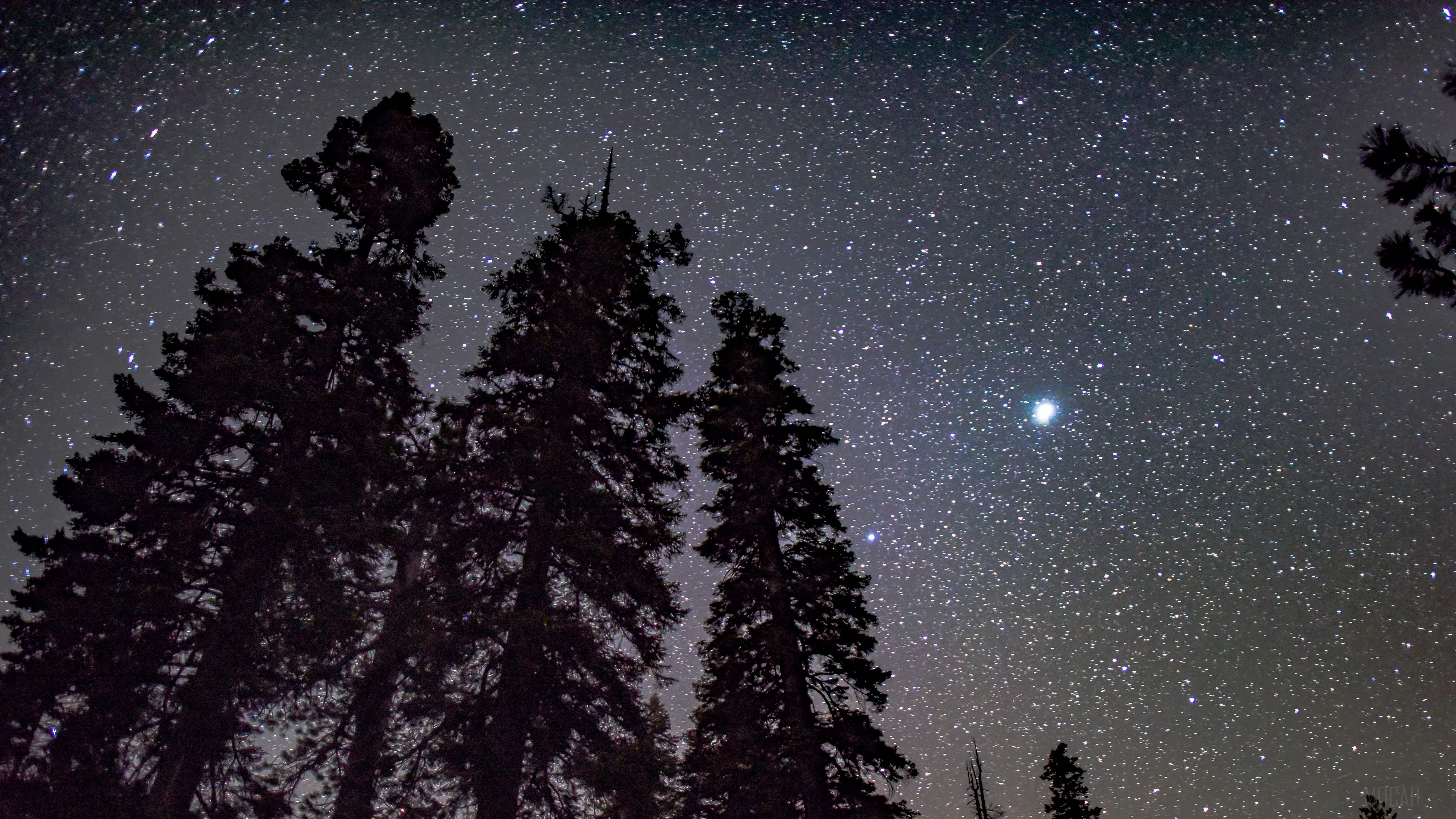 Starry night sky over silhouetted trees HD Wallpaper