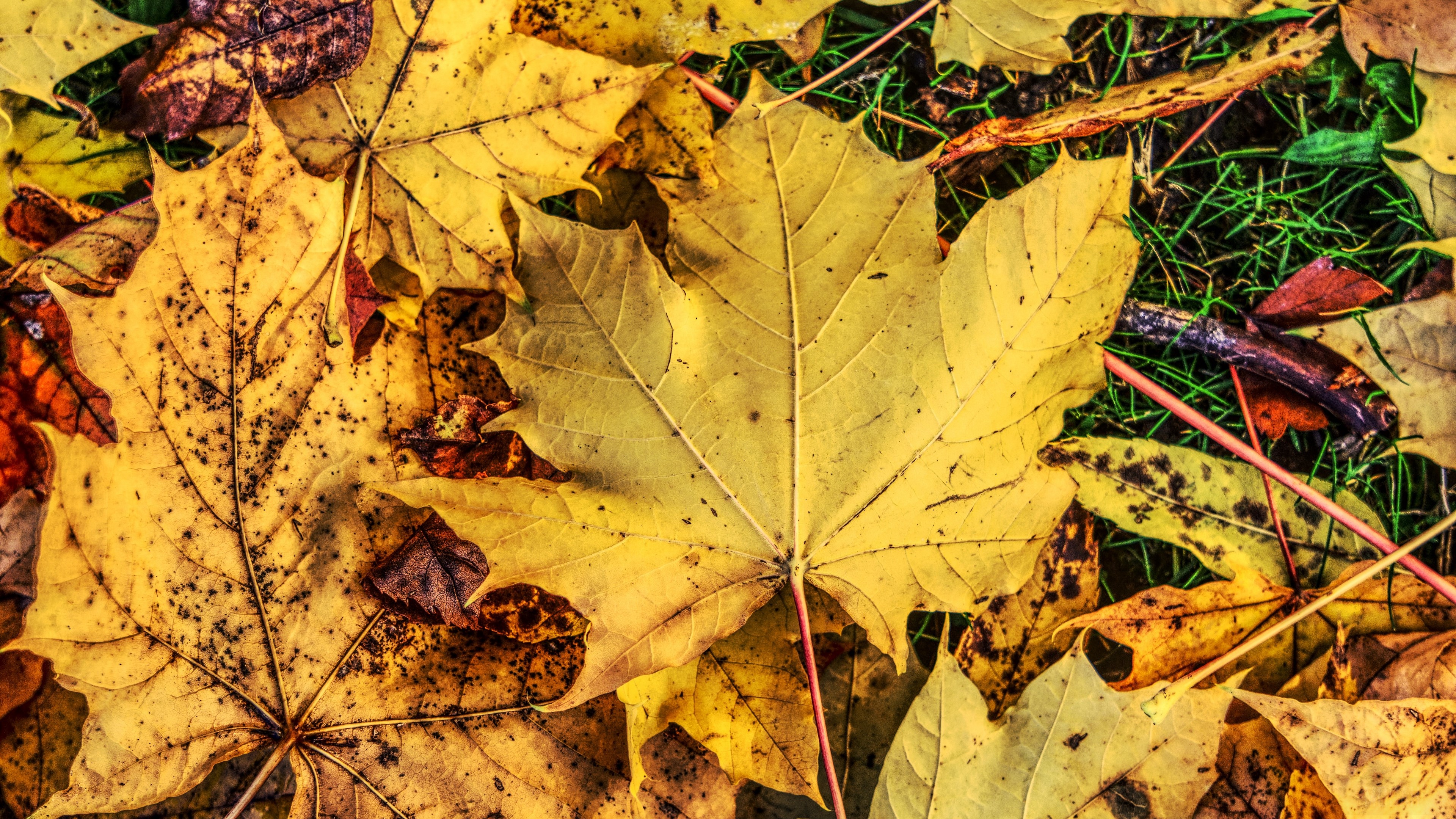 Fallen Maple Leaves in Autumn 4K HD Wallpaper