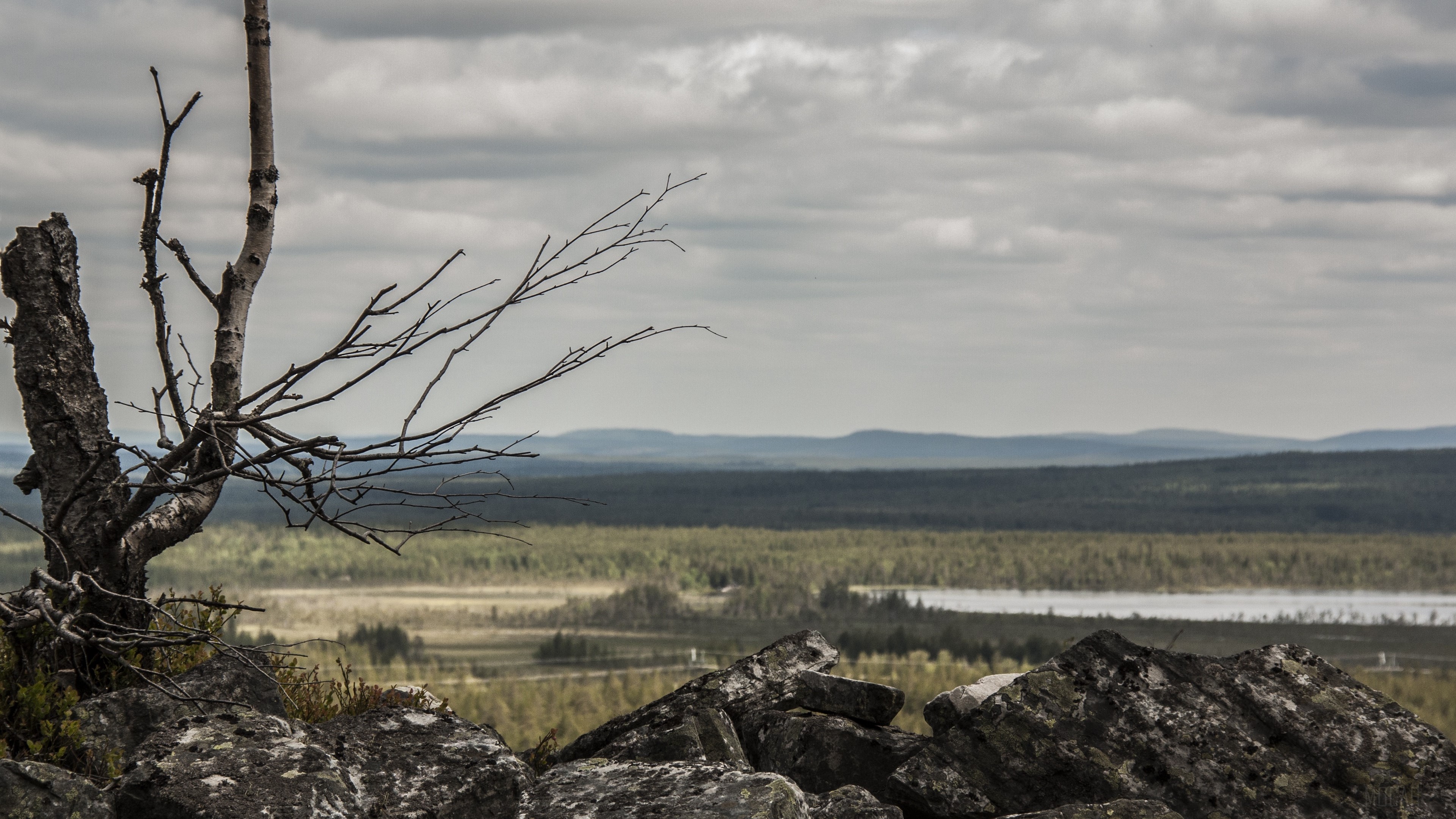 Stones and dead wood in Lapland landscape 4K HD Wallpaper