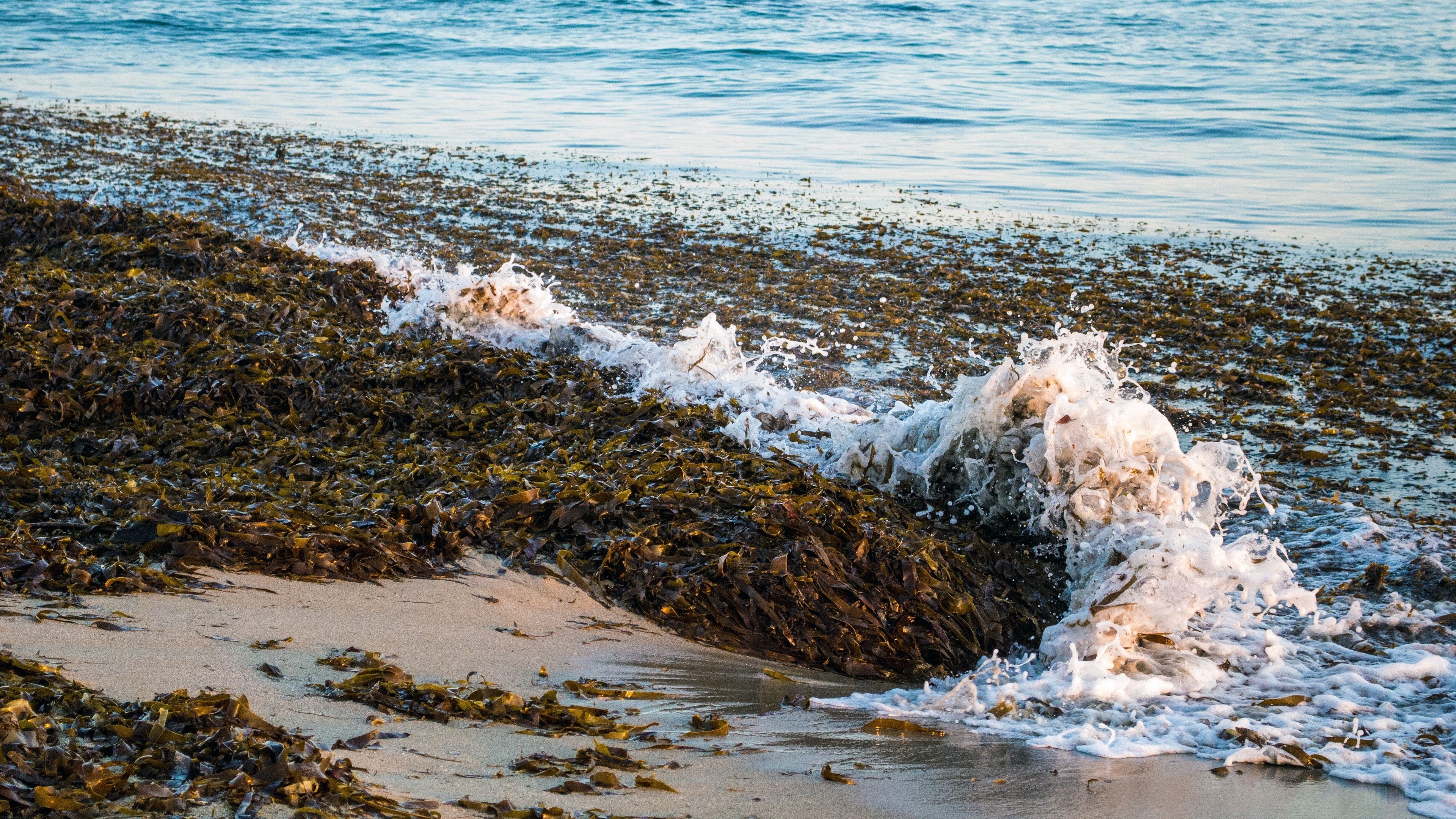 Seaweed washed ashore with waves on a beach HD Wallpaper