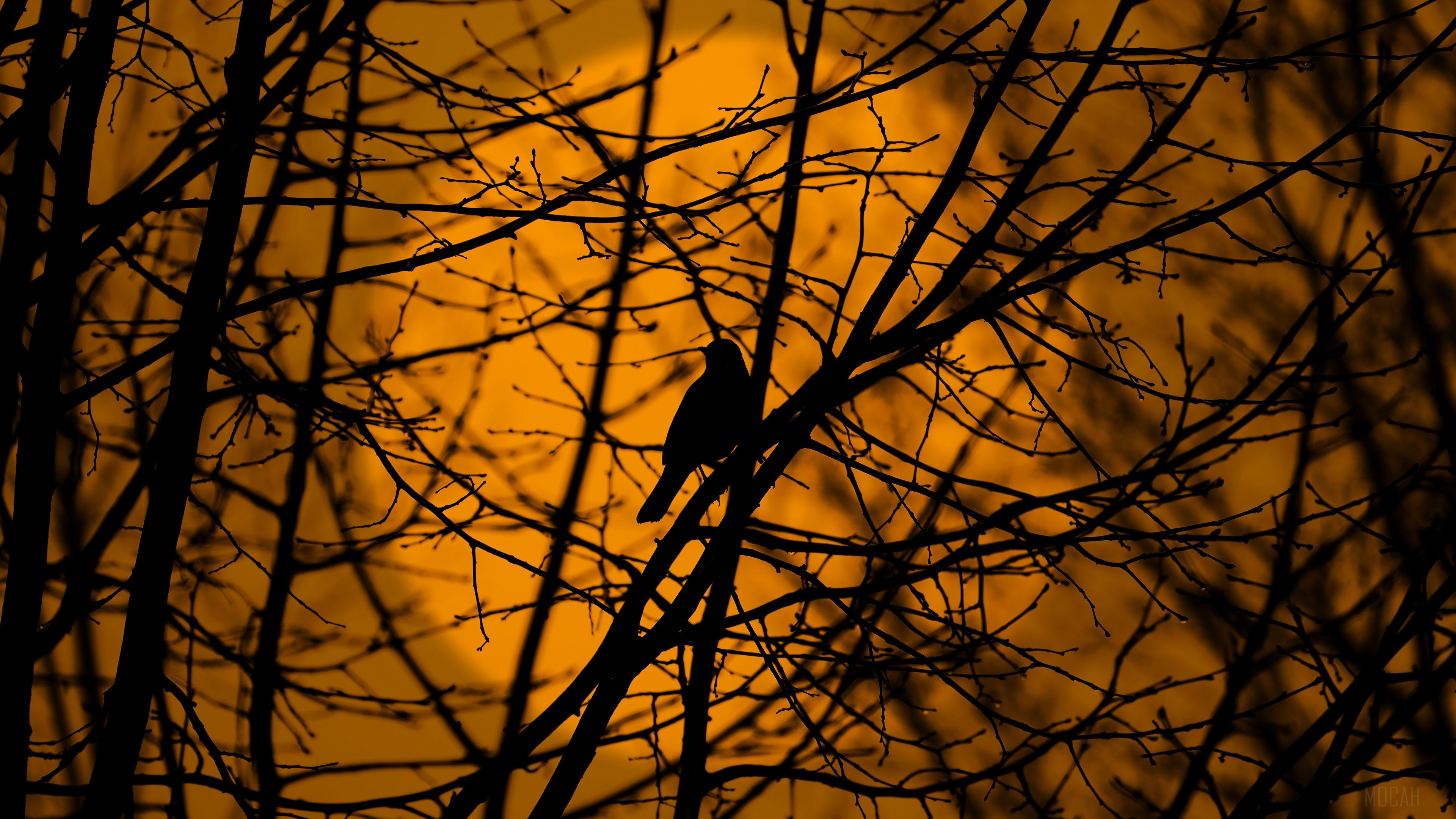 Silhouette of a bird on tree branches against an orange sky 4K HD Wallpaper