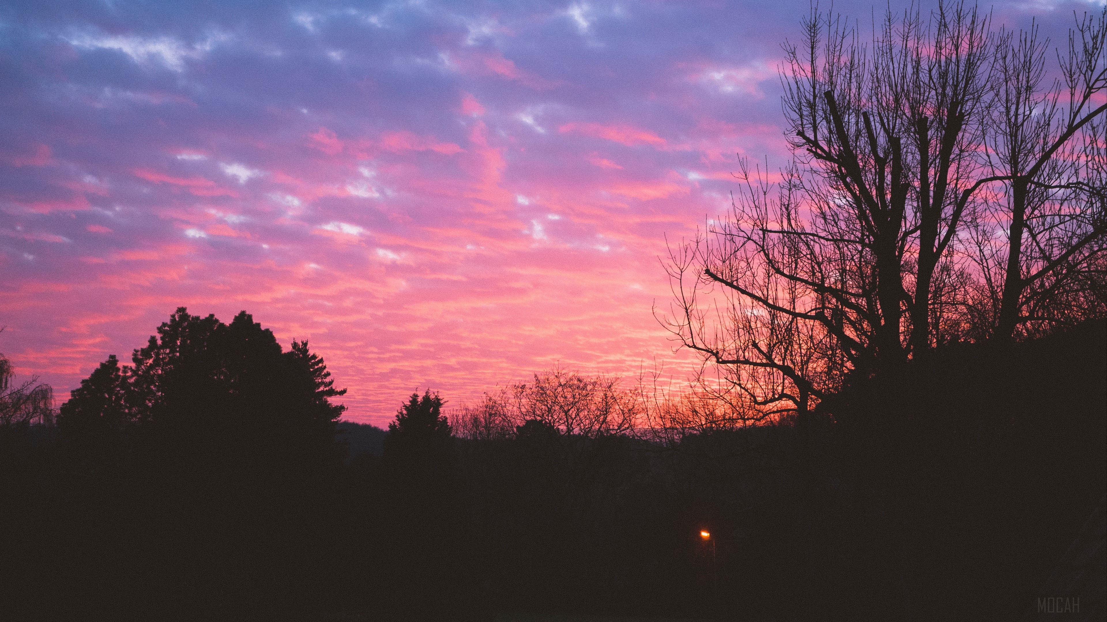 Silhouette of trees against a vibrant sunset sky HD Wallpaper
