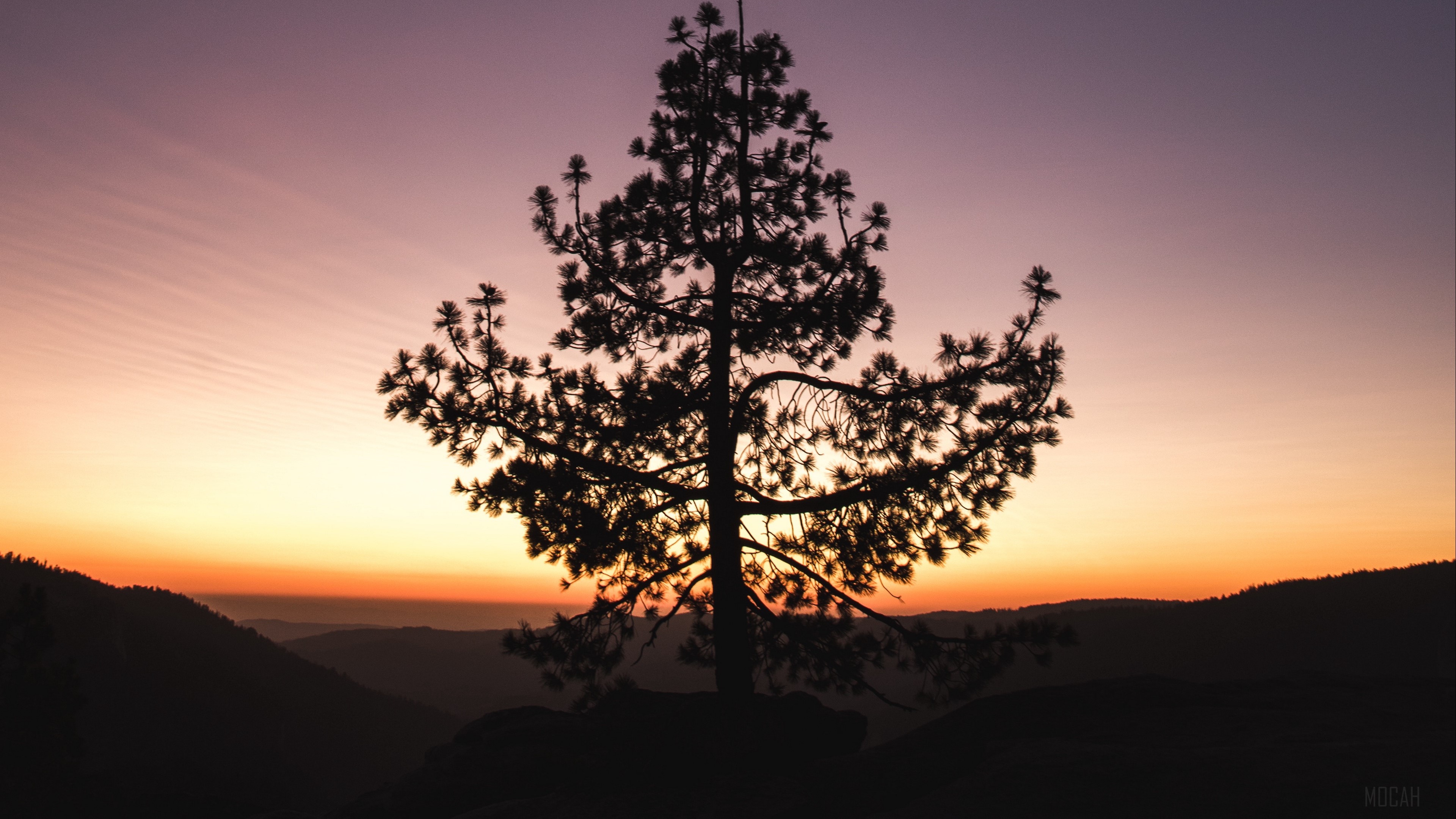 Silhouette of a pine tree at sunset with horizon 4K HD Wallpaper
