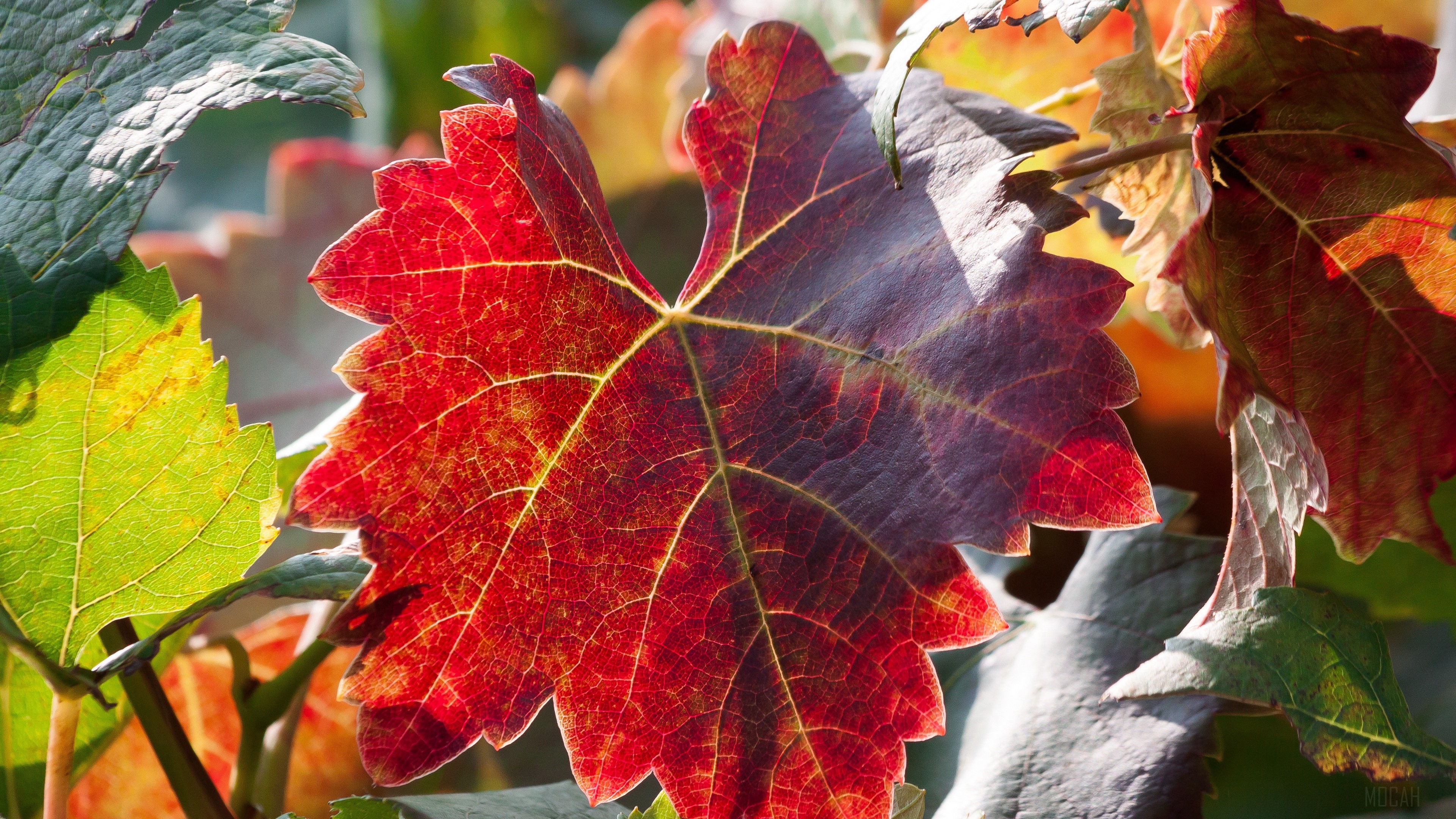 Autumn leaves on vines, 4K HD Wallpaper
