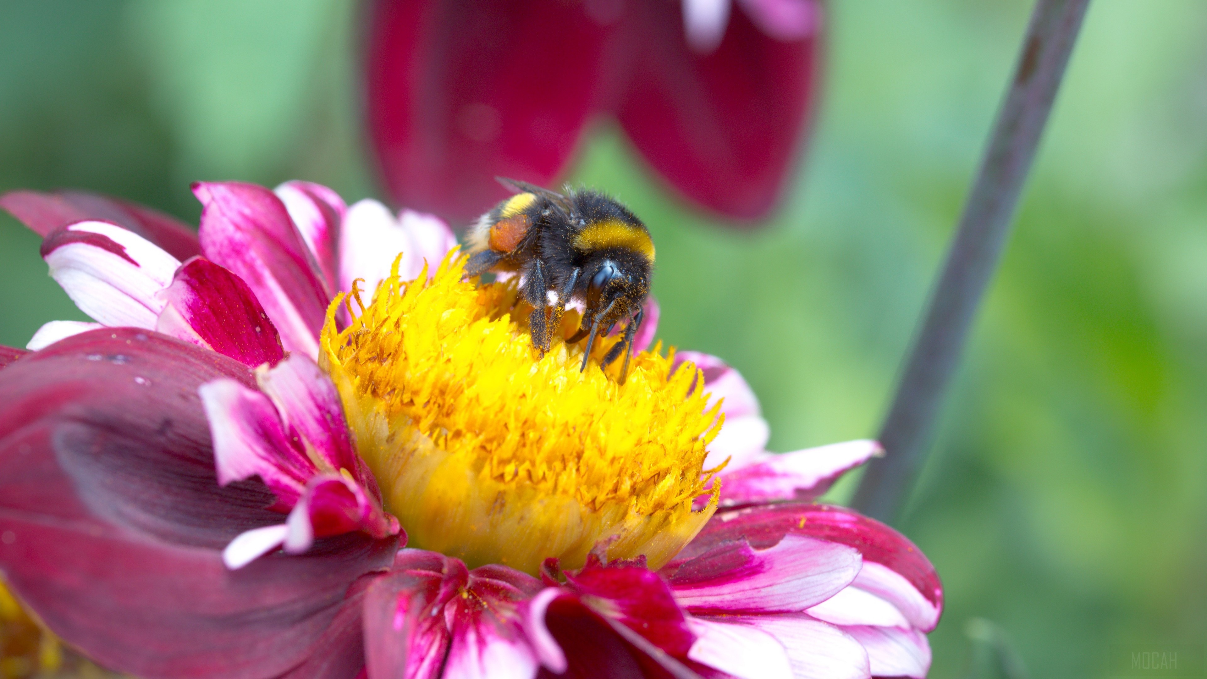 Bumblebee on a Dahlia flower 4K HD Wallpaper