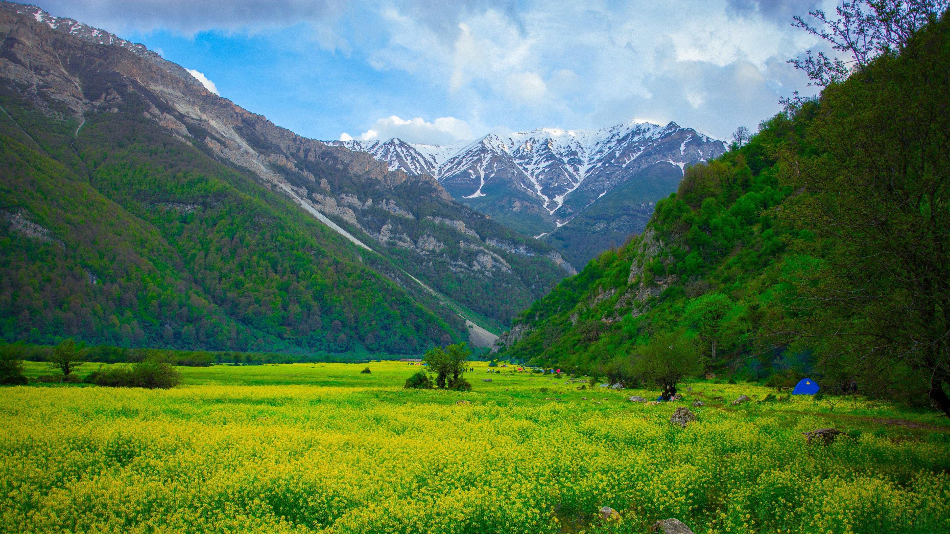Meadow with flowers and mountains 4K HD Wallpaper