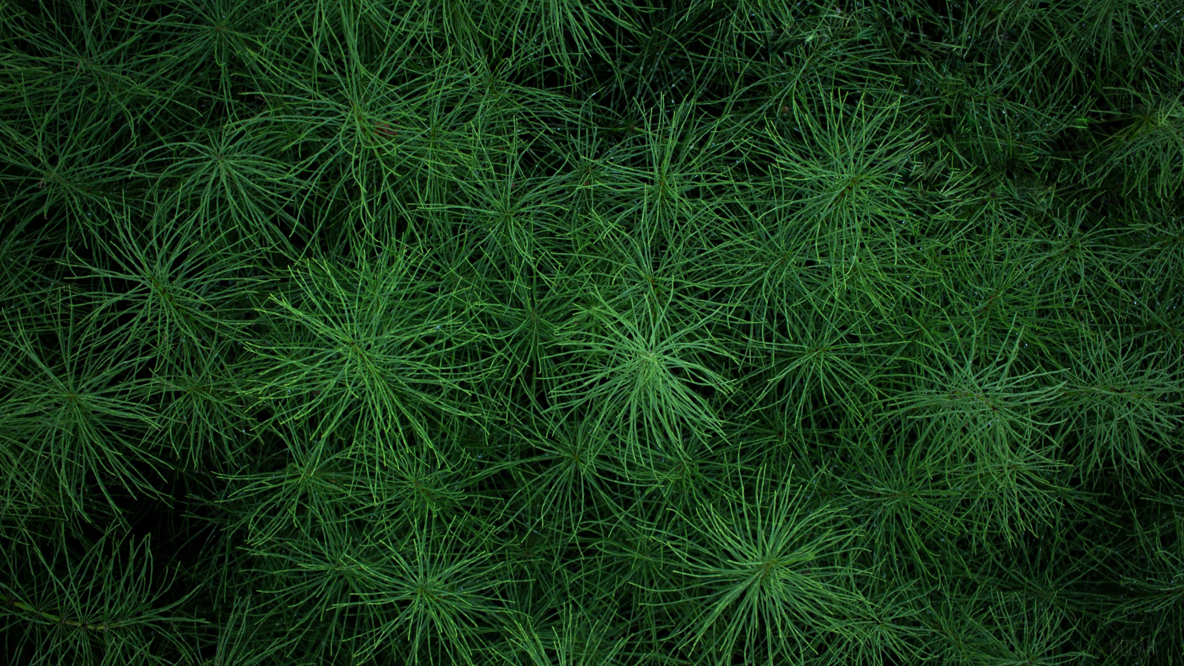 Green grass texture 4K HD Wallpaper