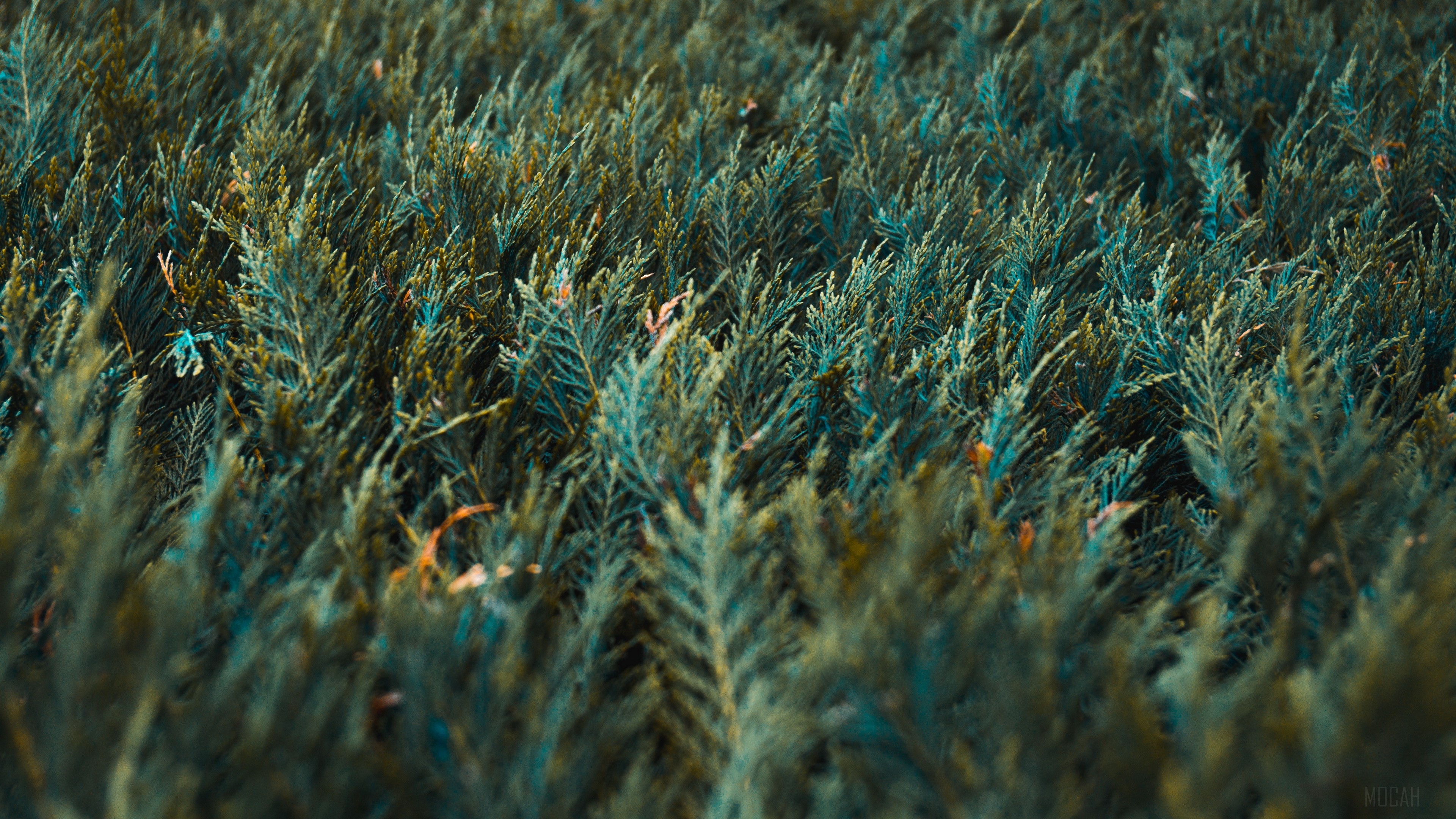 Green vegetation 4K HD Wallpaper