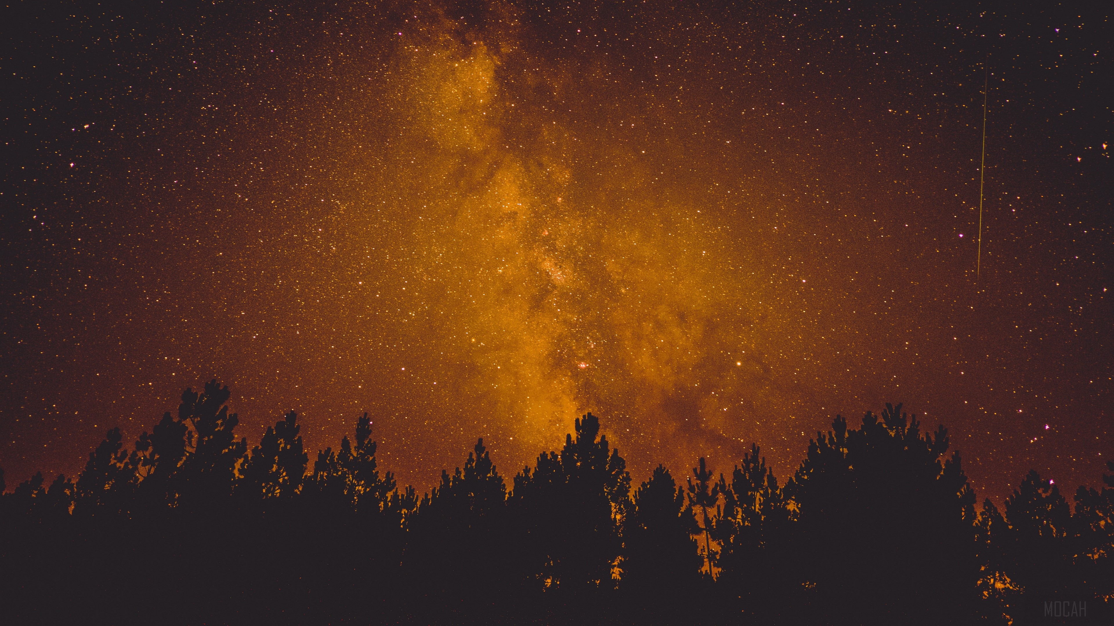 Milky Way over silhouetted pine trees at night HD Wallpaper
