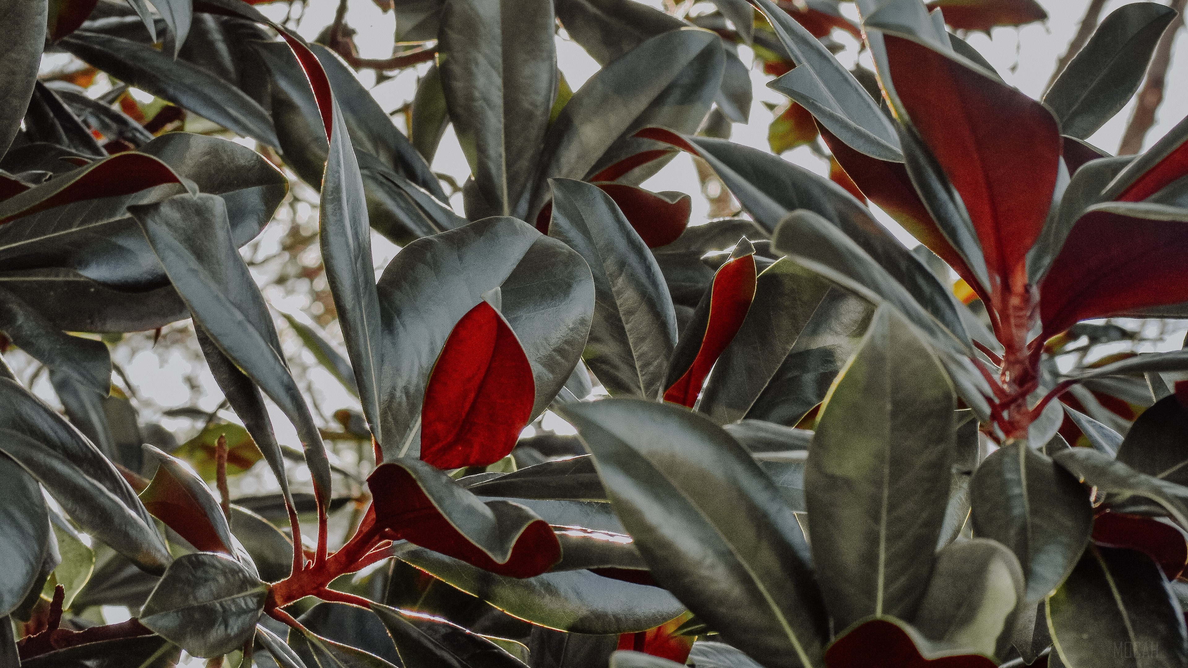 Magnolia leaves with red undersides HD Wallpaper