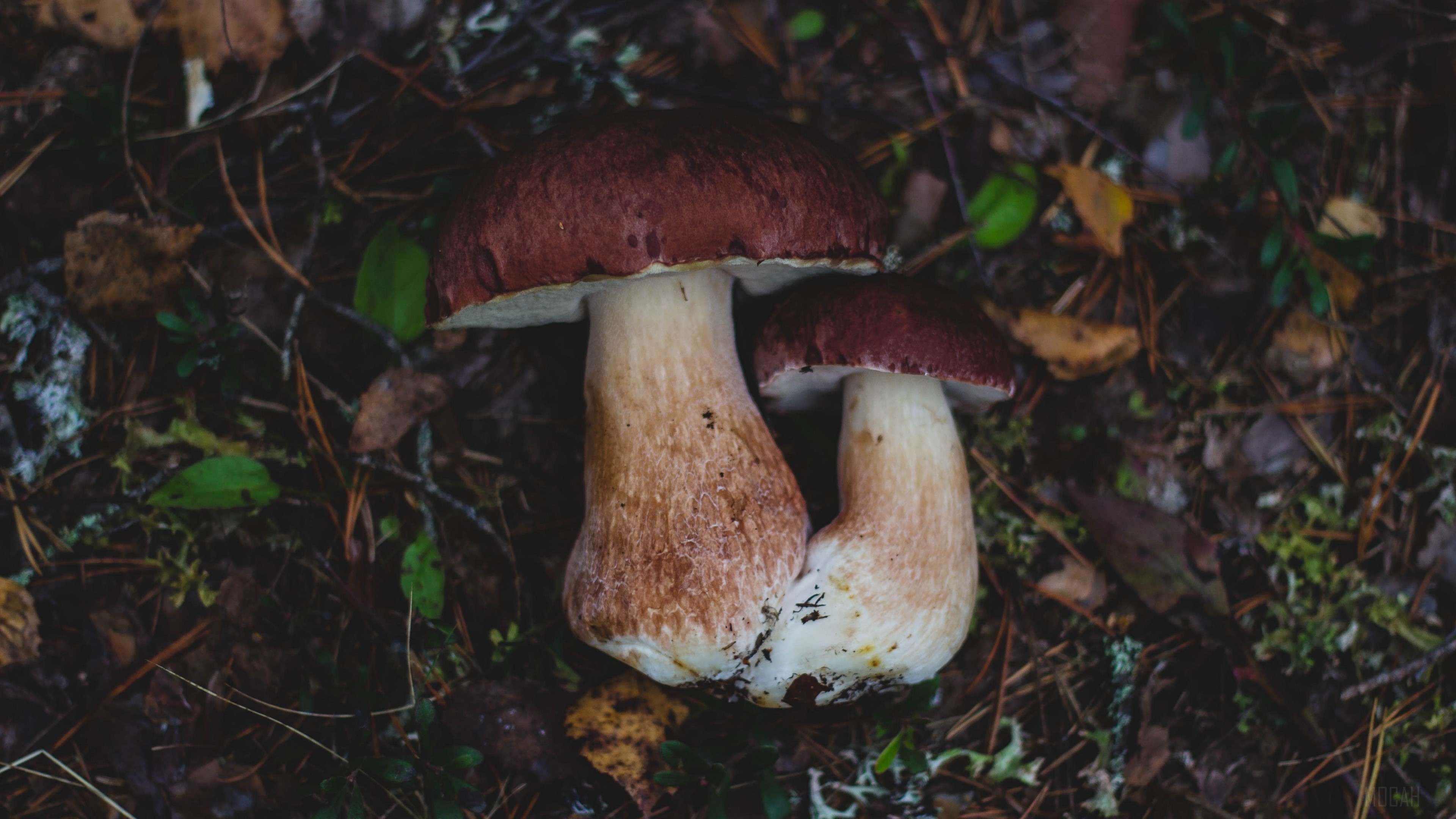 Two mushrooms in a forest floor with foliage HD Wallpaper