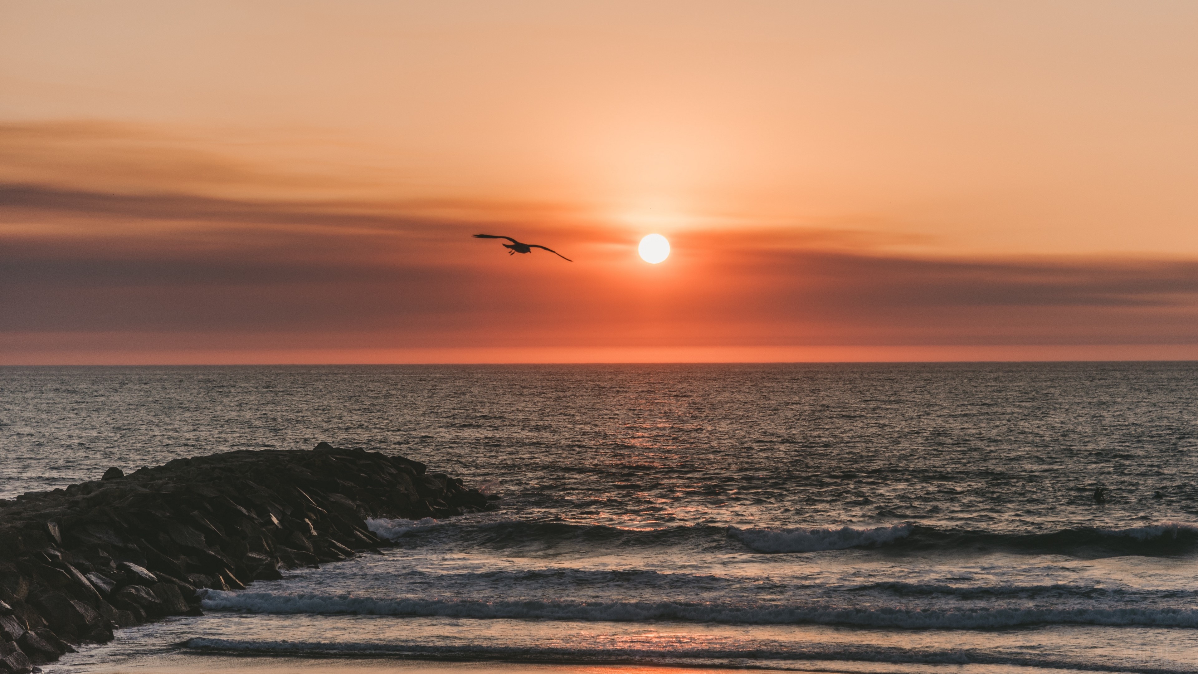 Seagull flying over the sea at sunset 4K HD Wallpaper