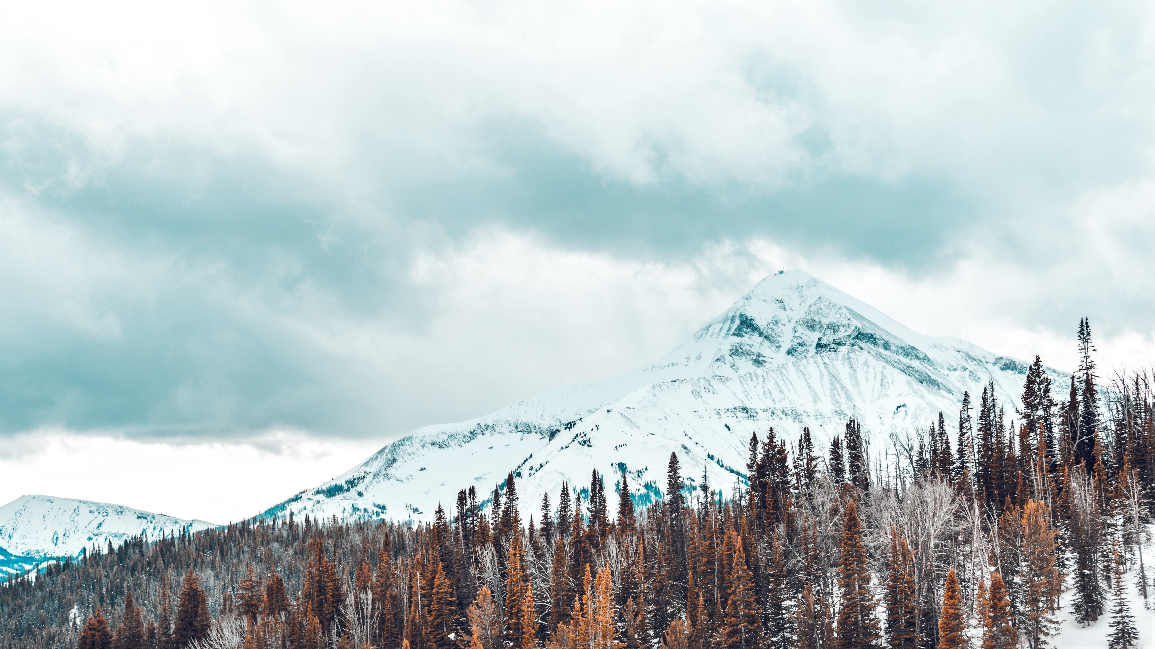Snow-covered mountains and pine trees 4K HD Wallpaper