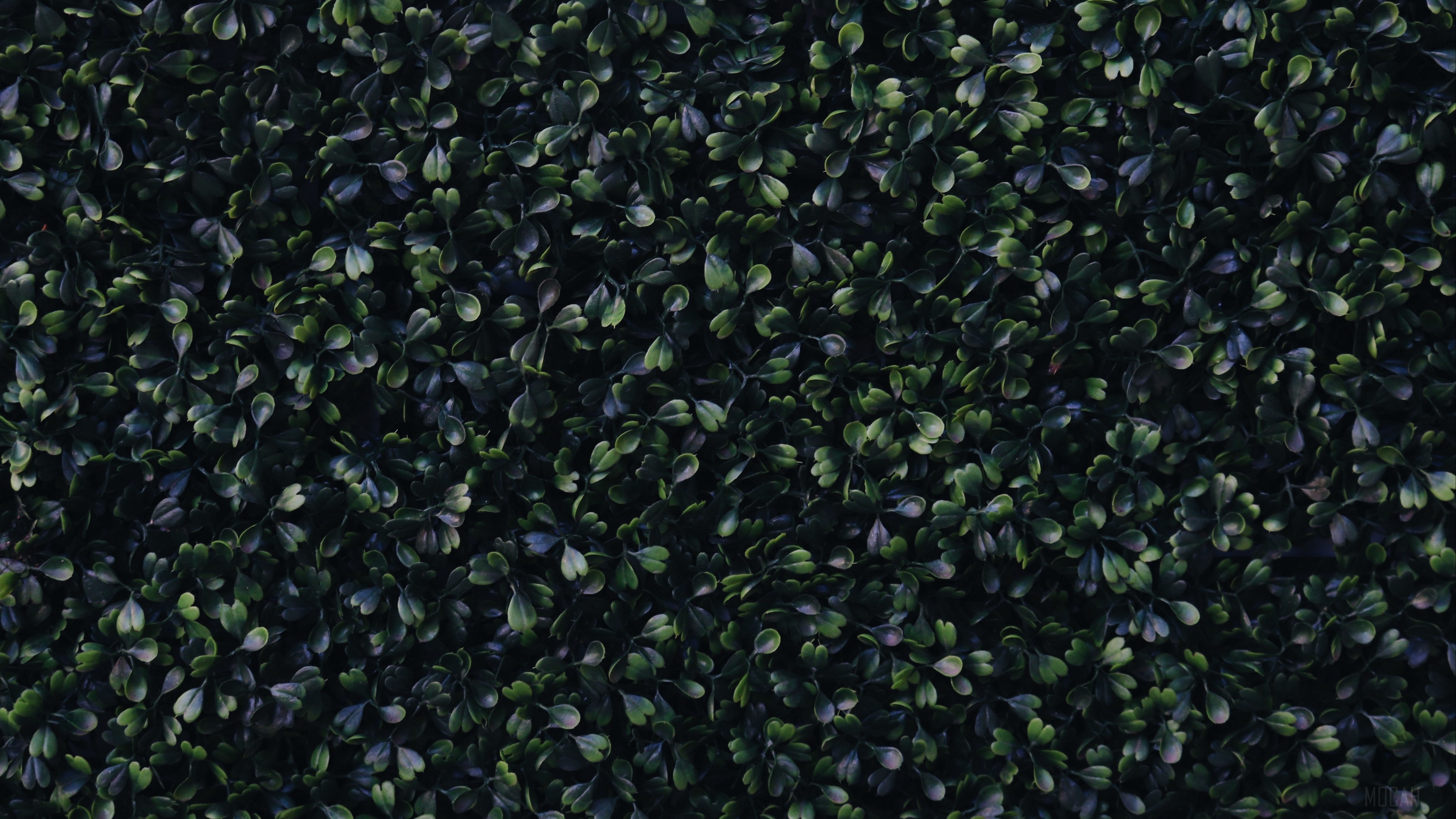 Dark Green Foliage 4K HD Wallpaper