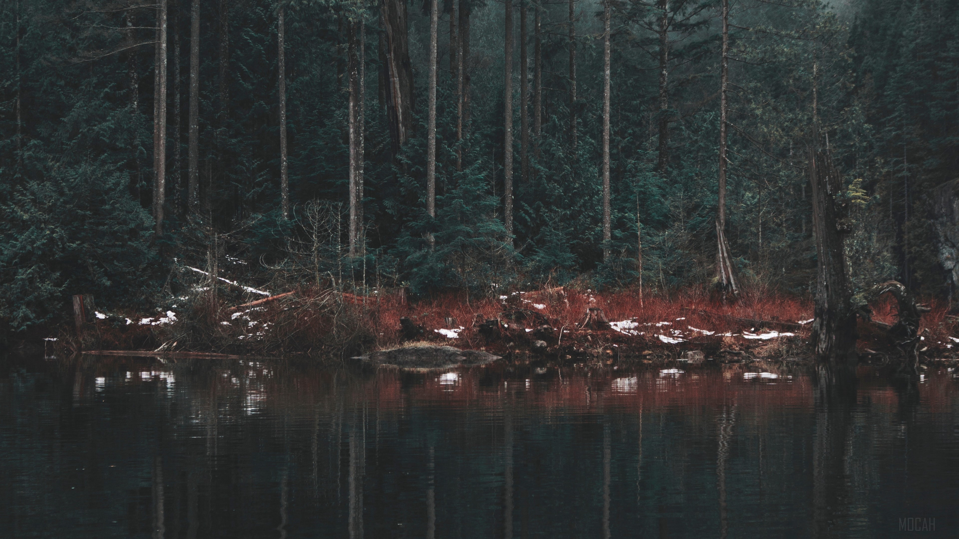Lake shore with trees and reflection 4K HD Wallpaper