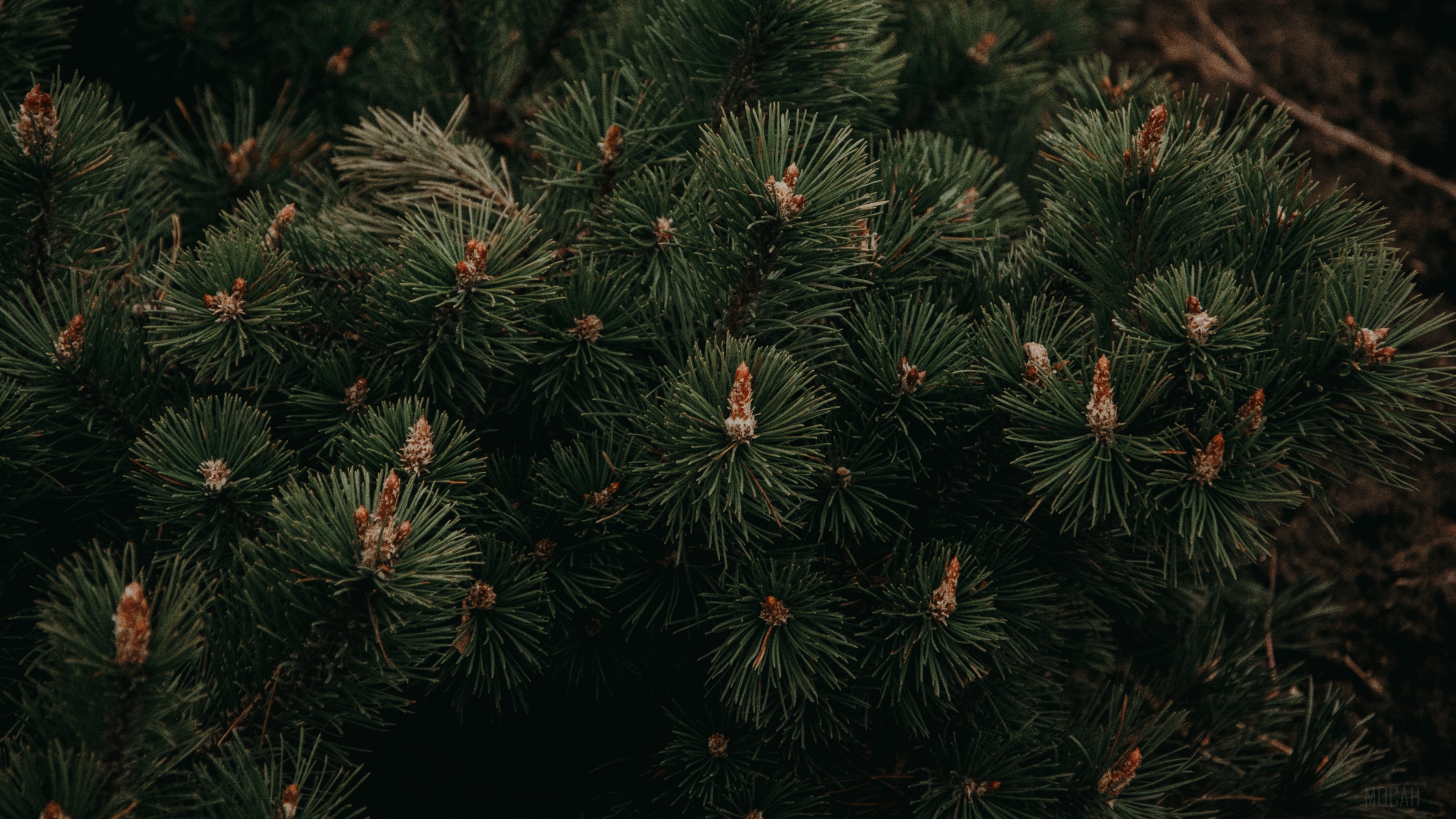 Close-up of pine tree branches with needles and cones HD Wallpaper
