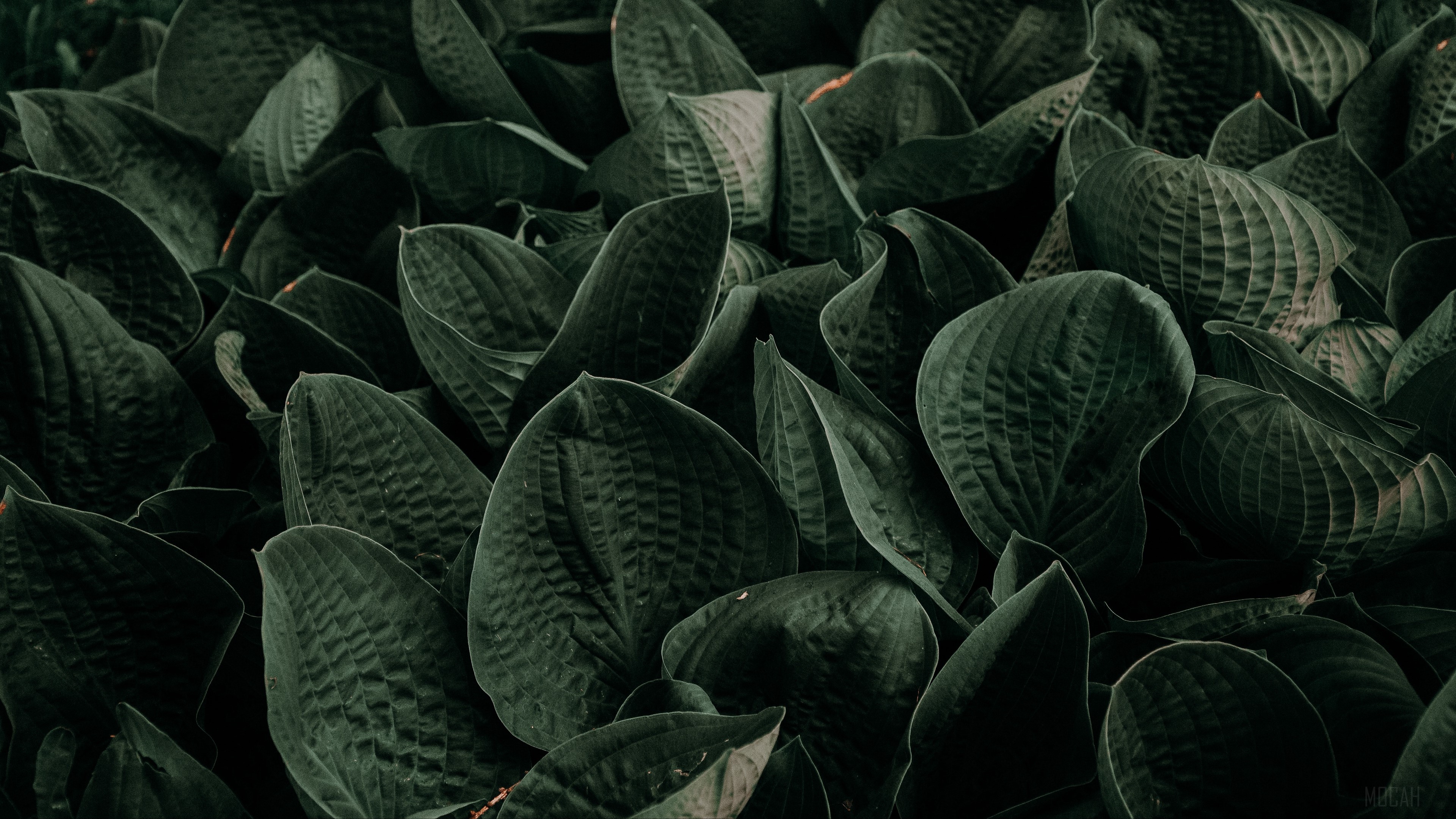 Dark Green Hosta Leaves in Garden 4K HD Wallpaper