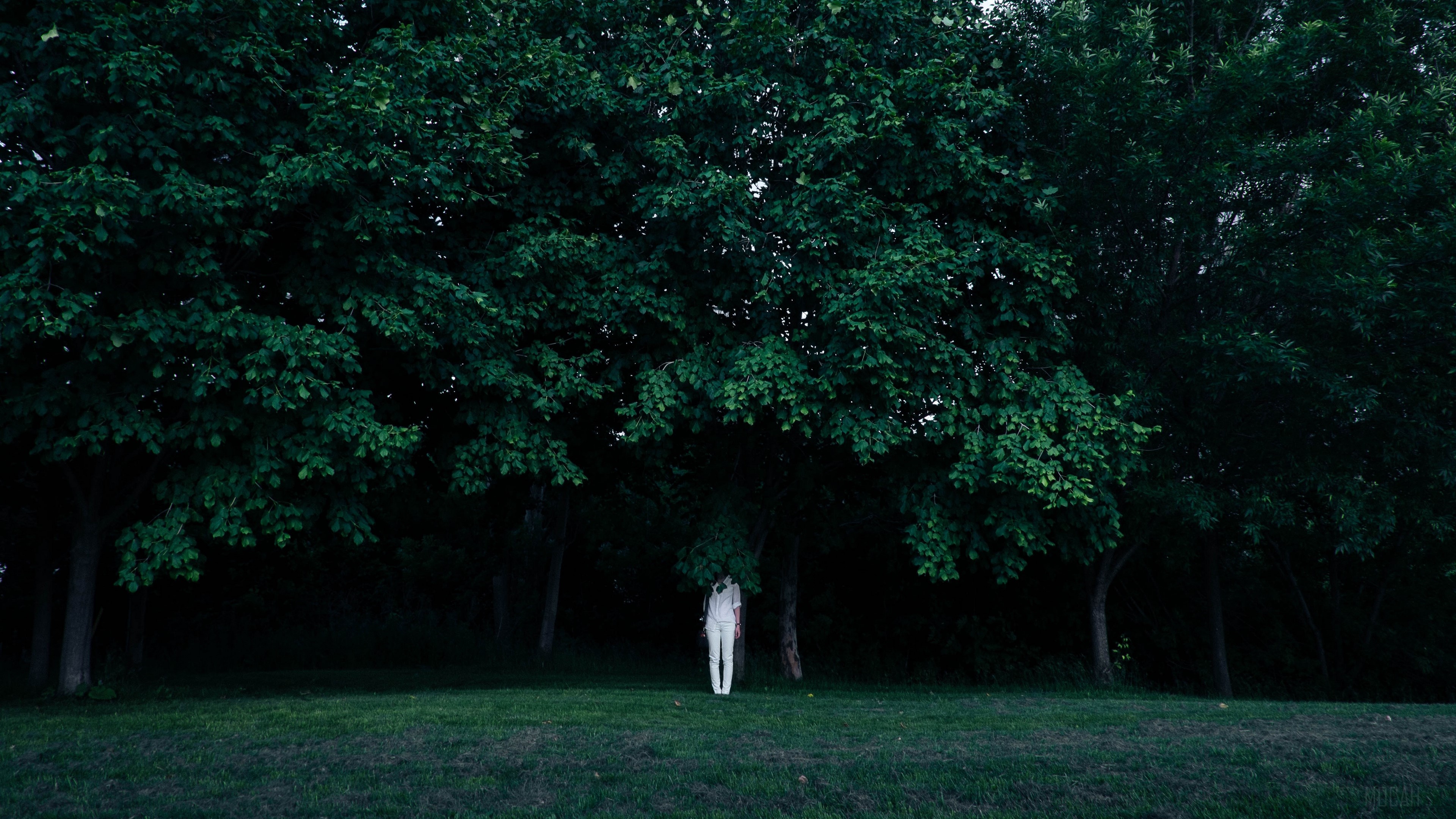 Person in white hiding under trees HD Wallpaper