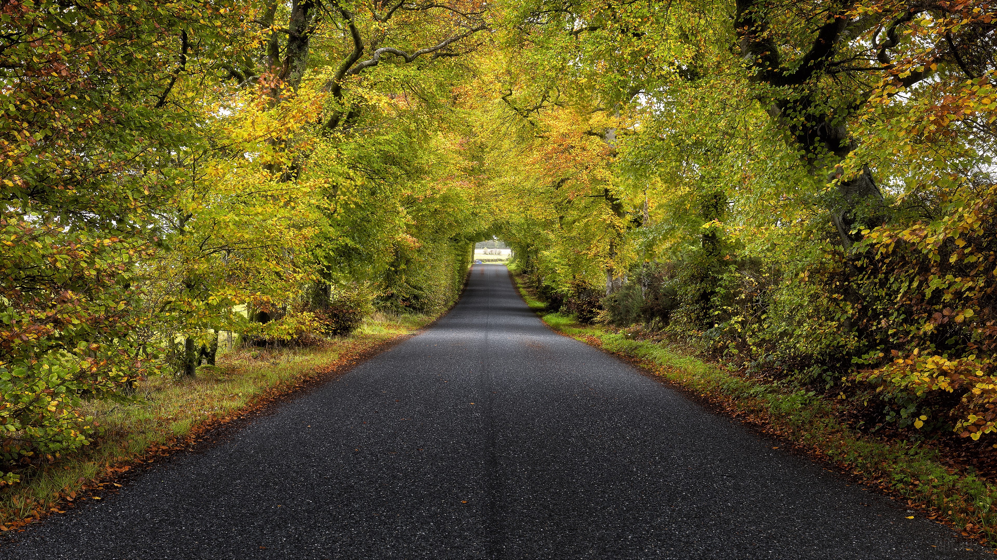 Road through autumn trees in Scotland 4K HD Wallpaper