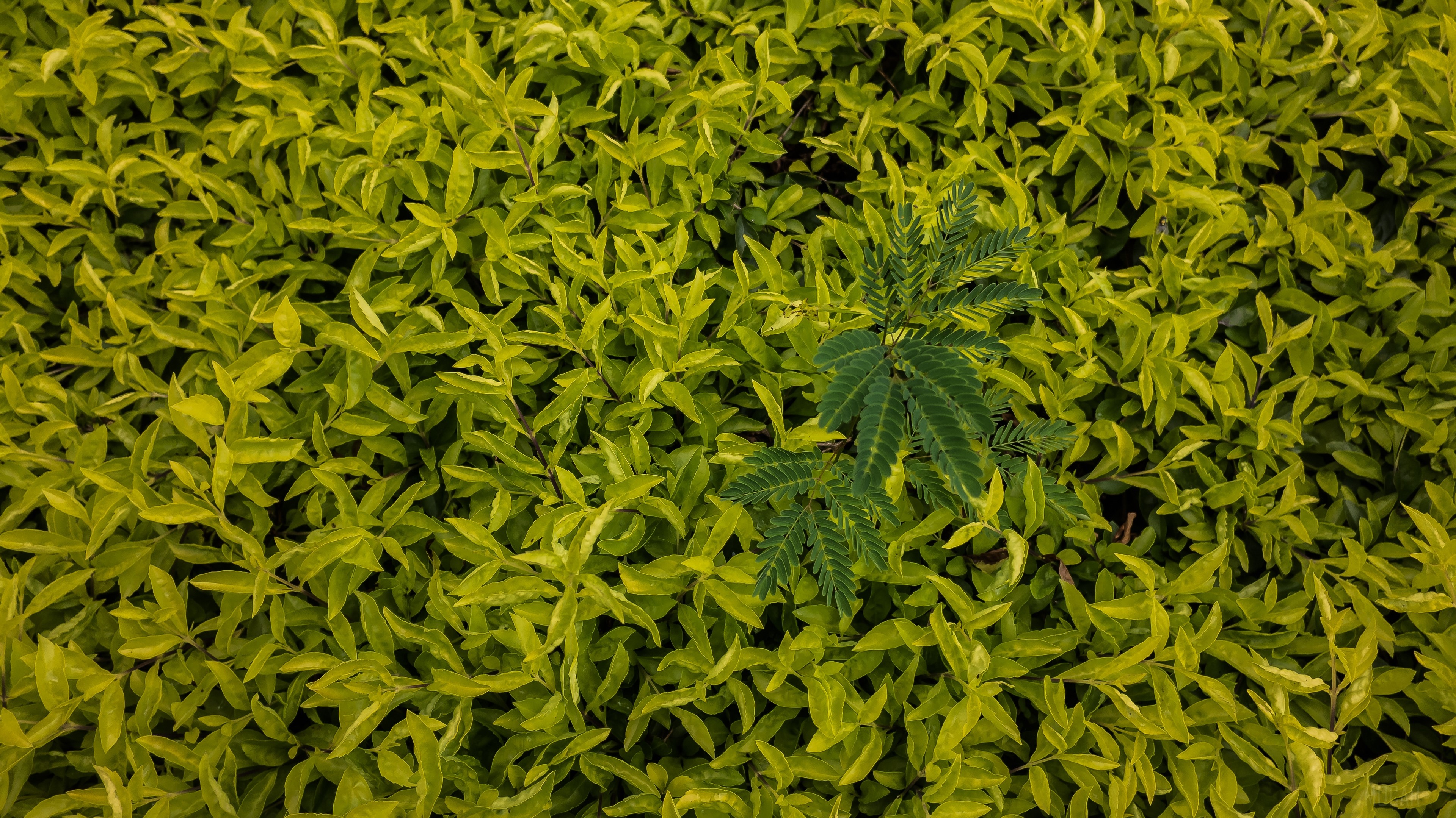 Green leaves and a single plant HD Wallpaper