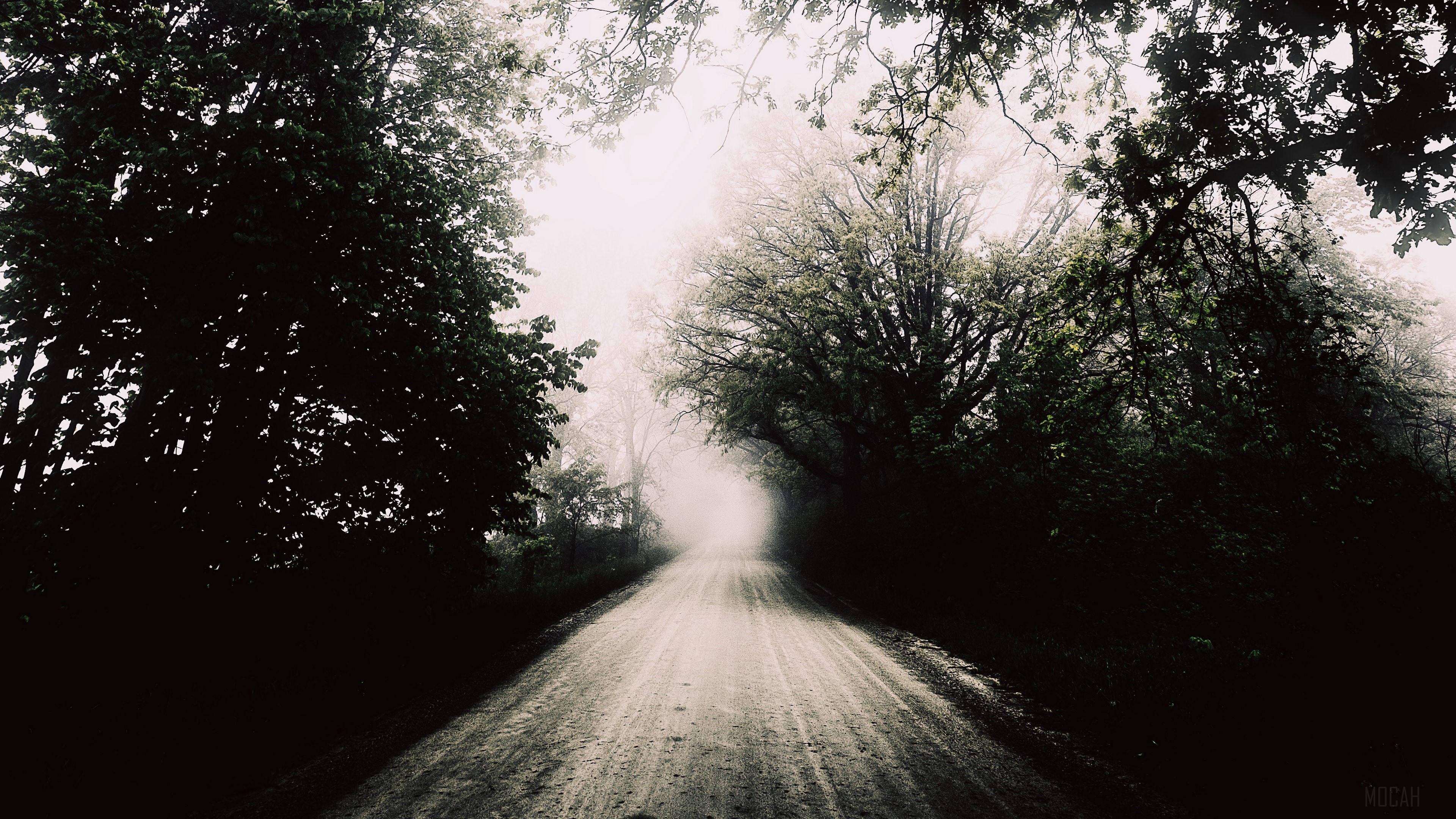 Foggy Road Through Trees 4K HD Wallpaper