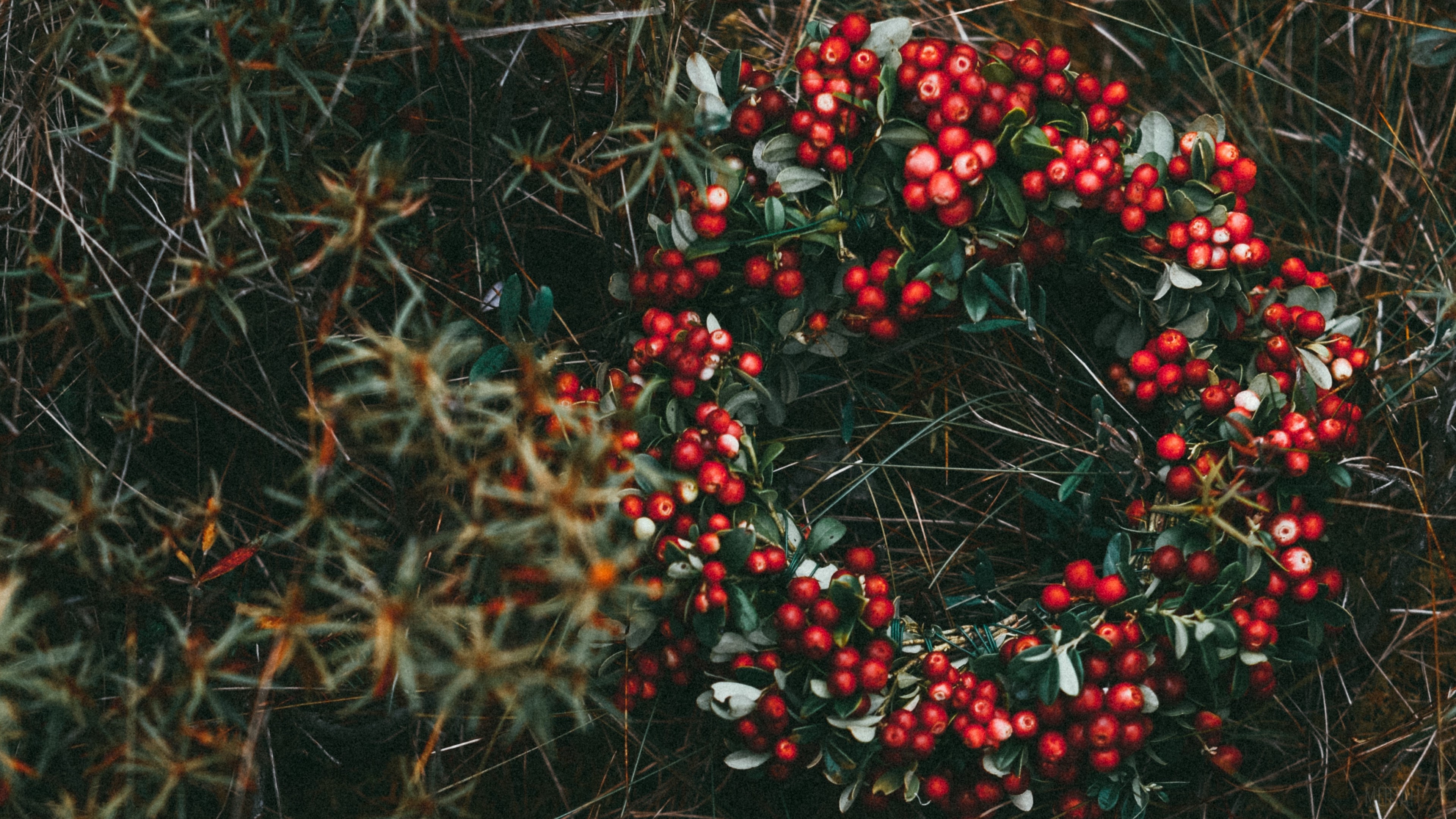 Wreath of red berries on grass HD Wallpaper