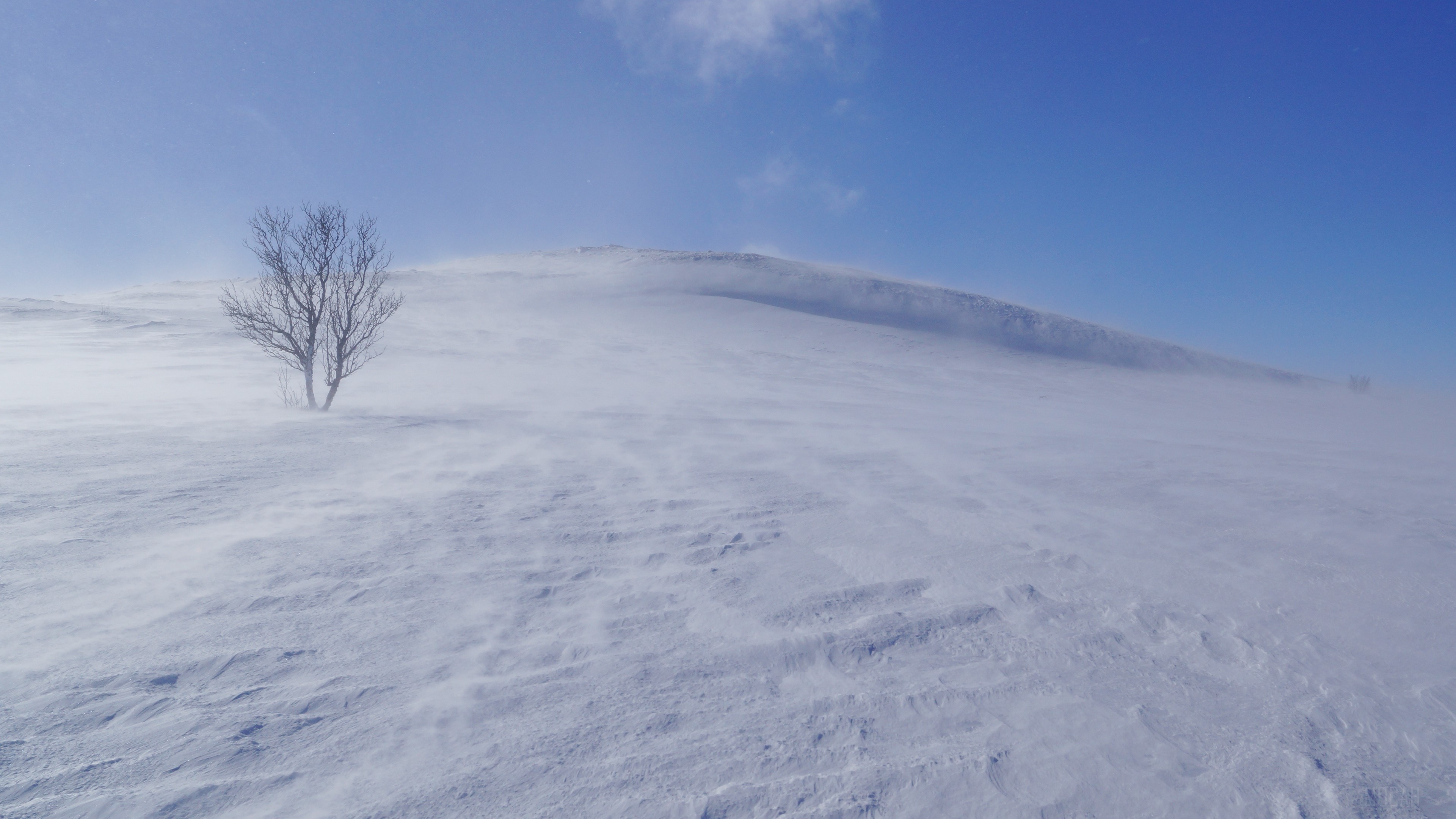 Tree in a snowstorm with fog HD Wallpaper