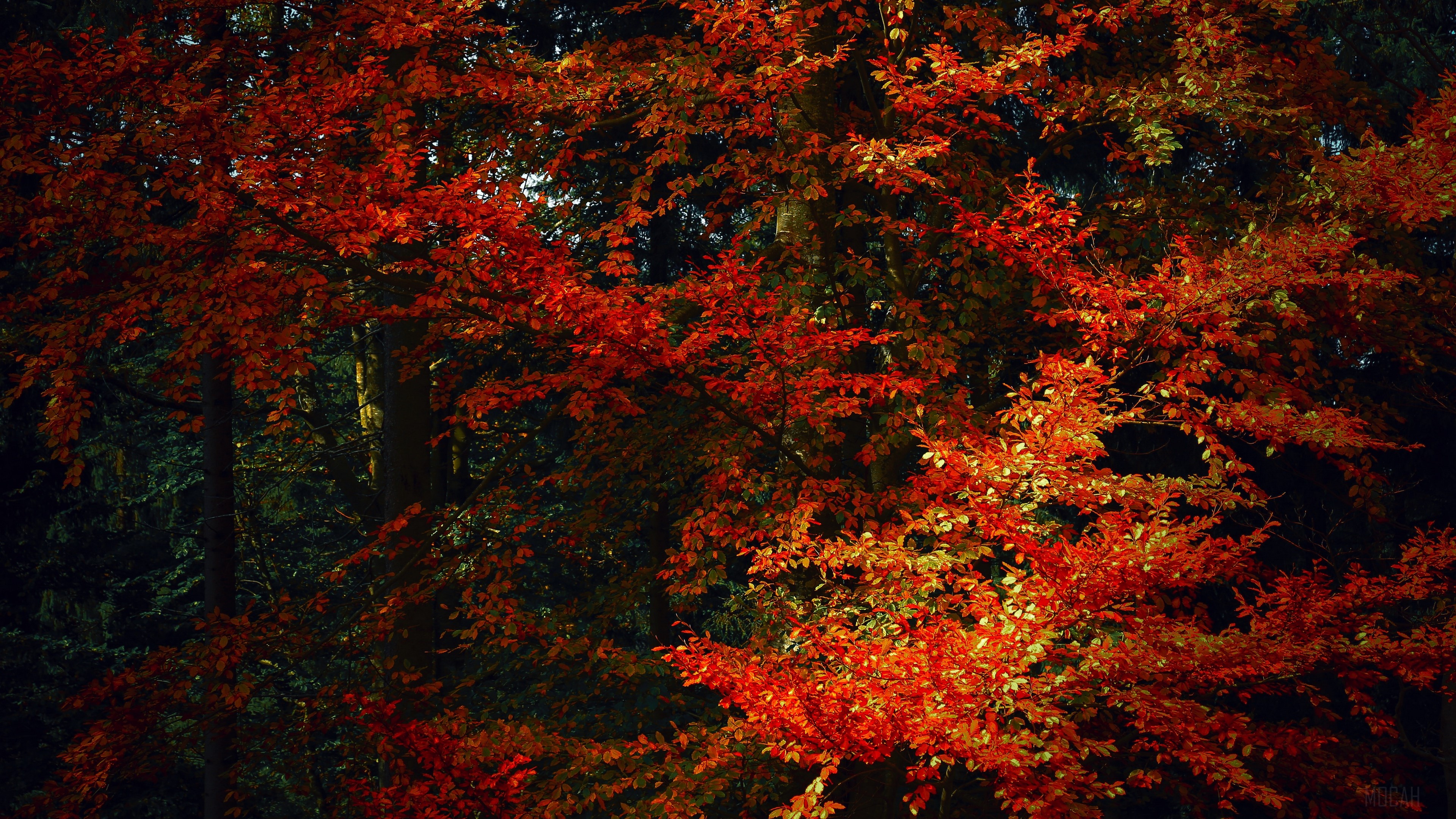 Autumn leaves on trees in a forest HD Wallpaper