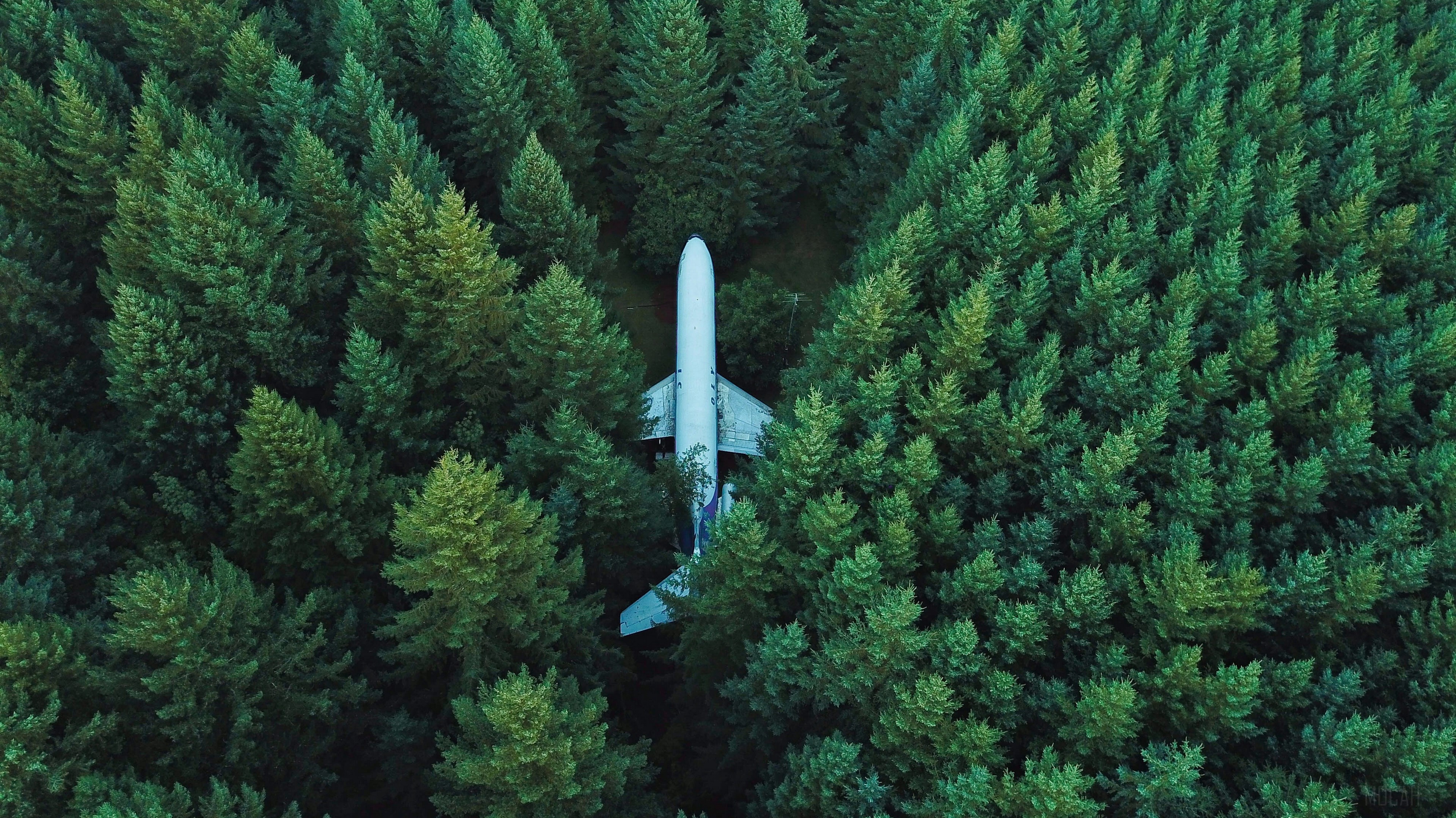 Airplane in a forest, top view 4K HD Wallpaper