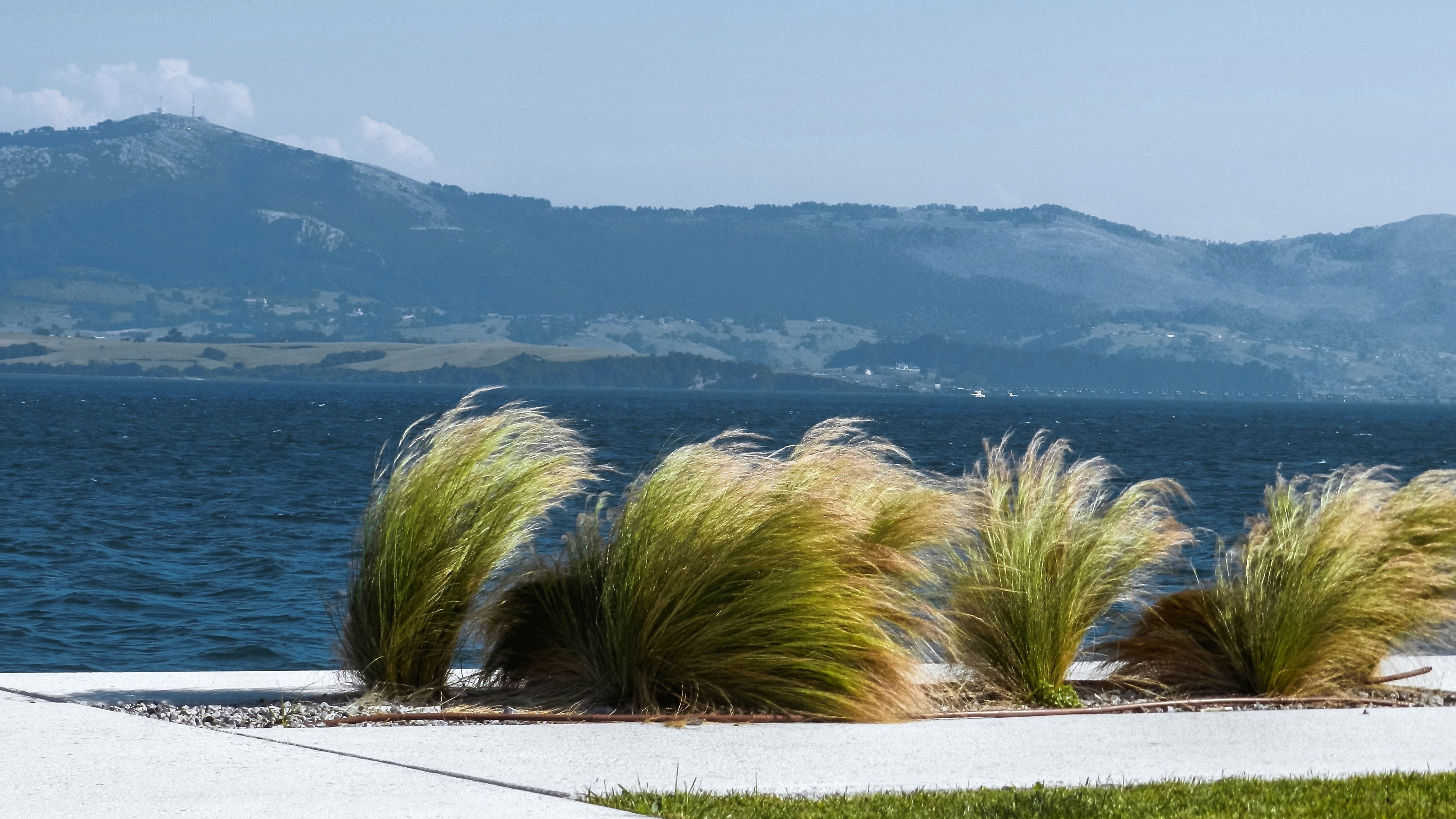 Grasses blowing in the wind by the sea with mountains HD Wallpaper