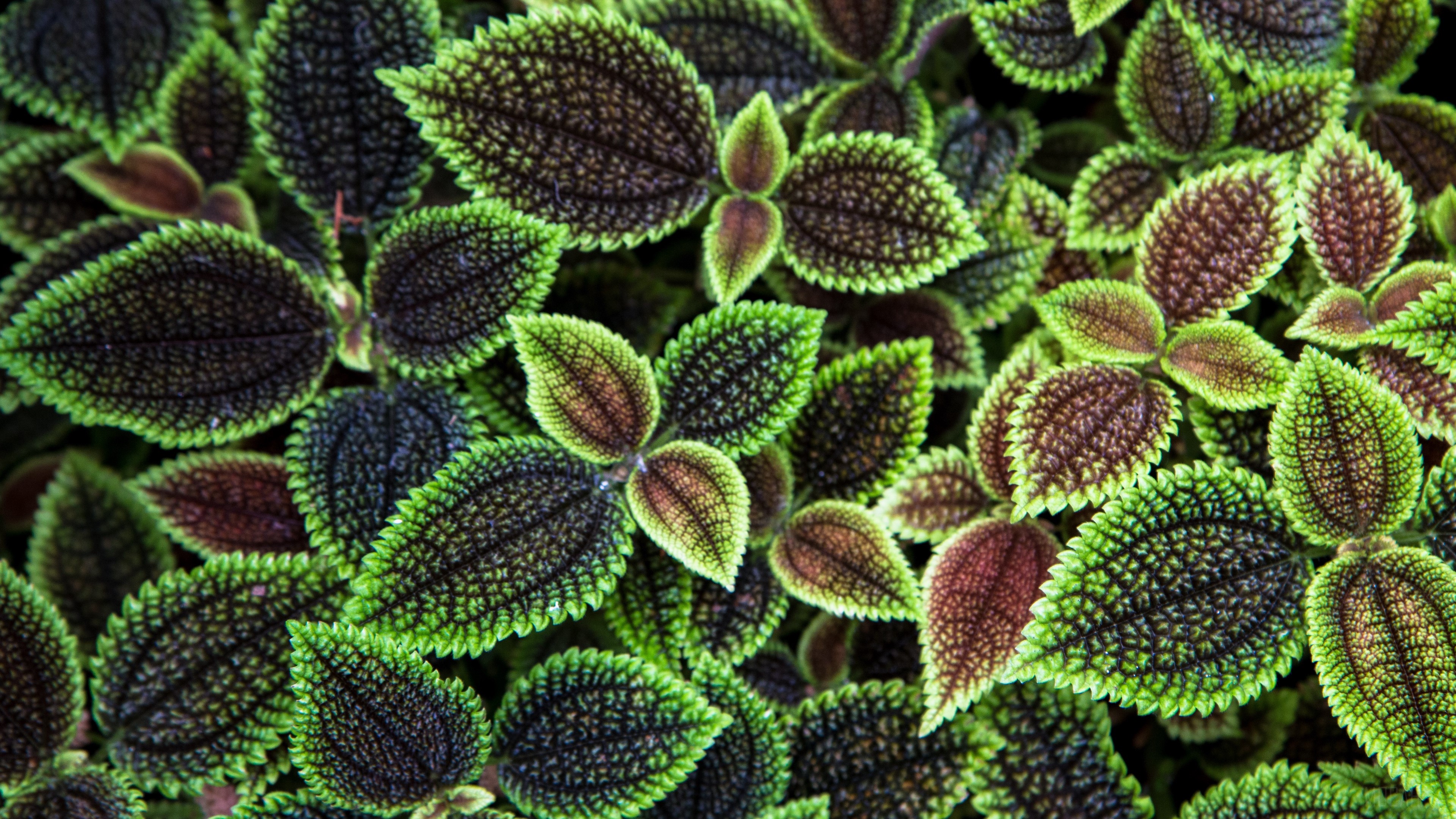 Vibrant Ribbed Green and Purple Leaves Texture 4K HD Wallpaper