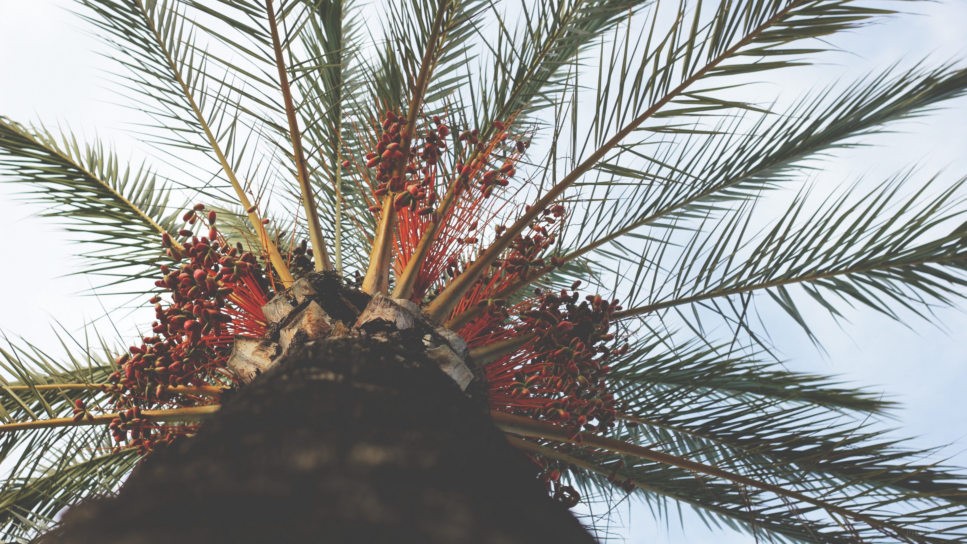 Palm tree with dates, view from below, 4K HD Wallpaper