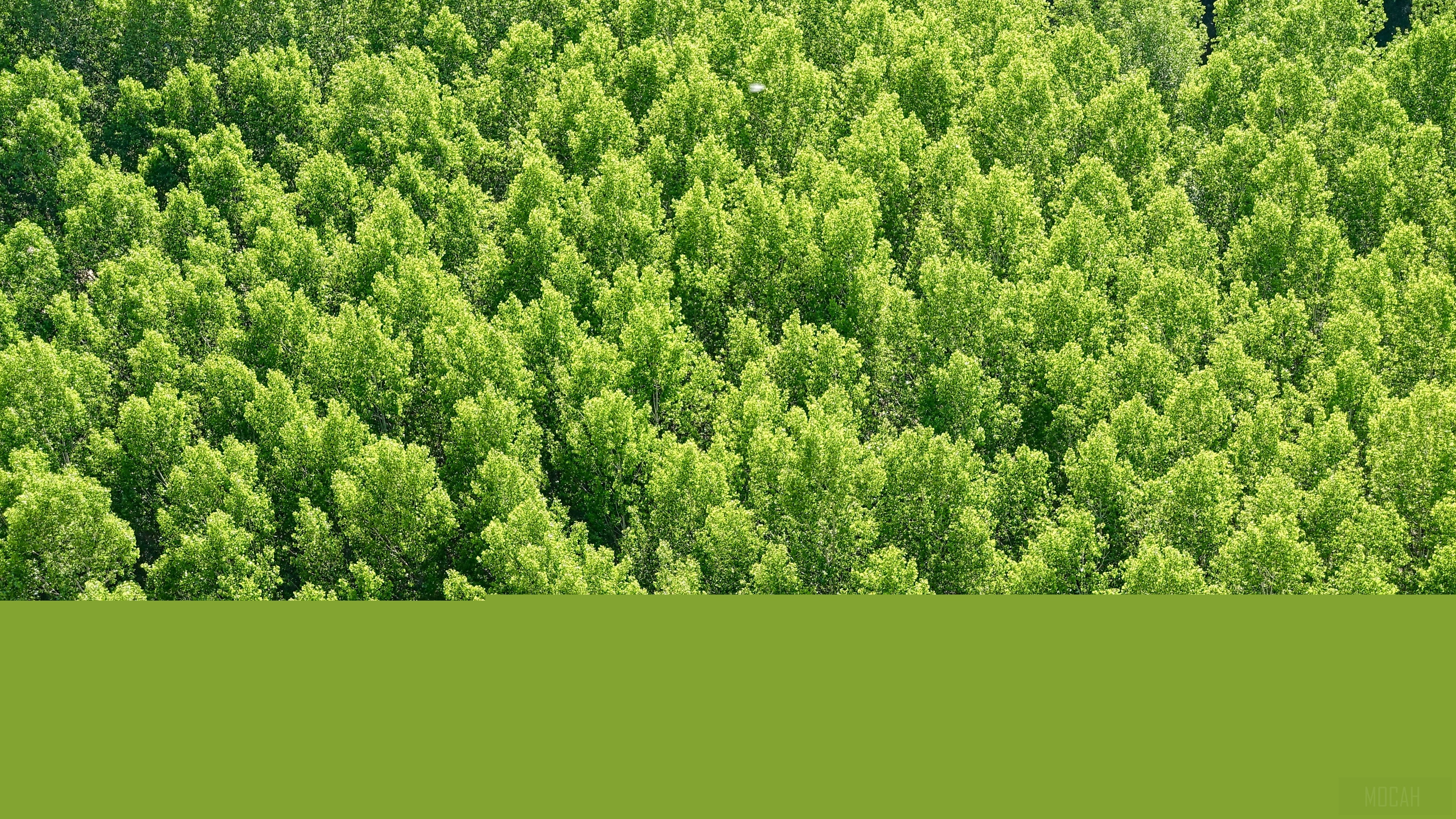 Forest canopy from above, 4K HD Wallpaper
