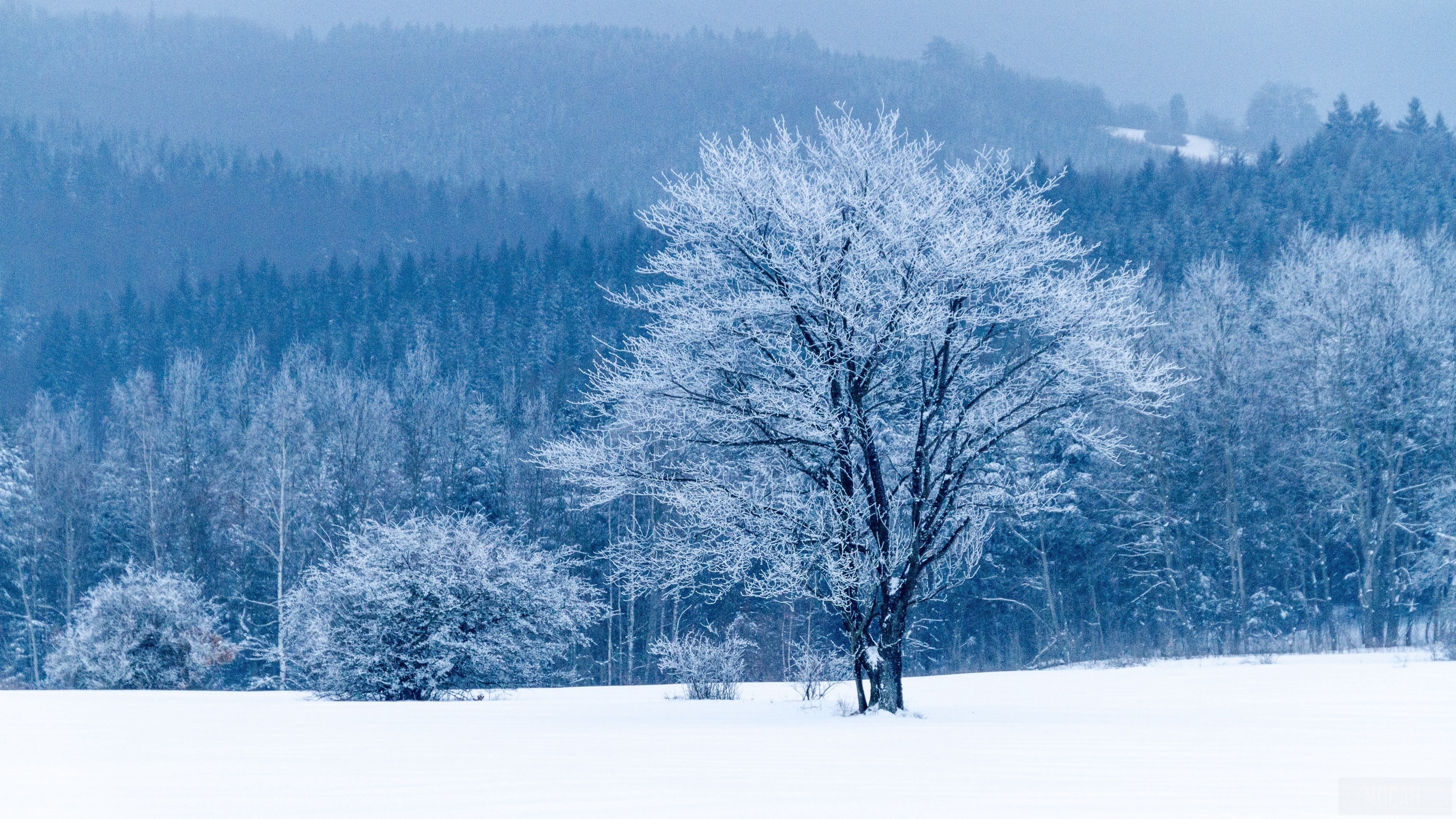Snow covered trees in a winter forest 4K HD Wallpaper