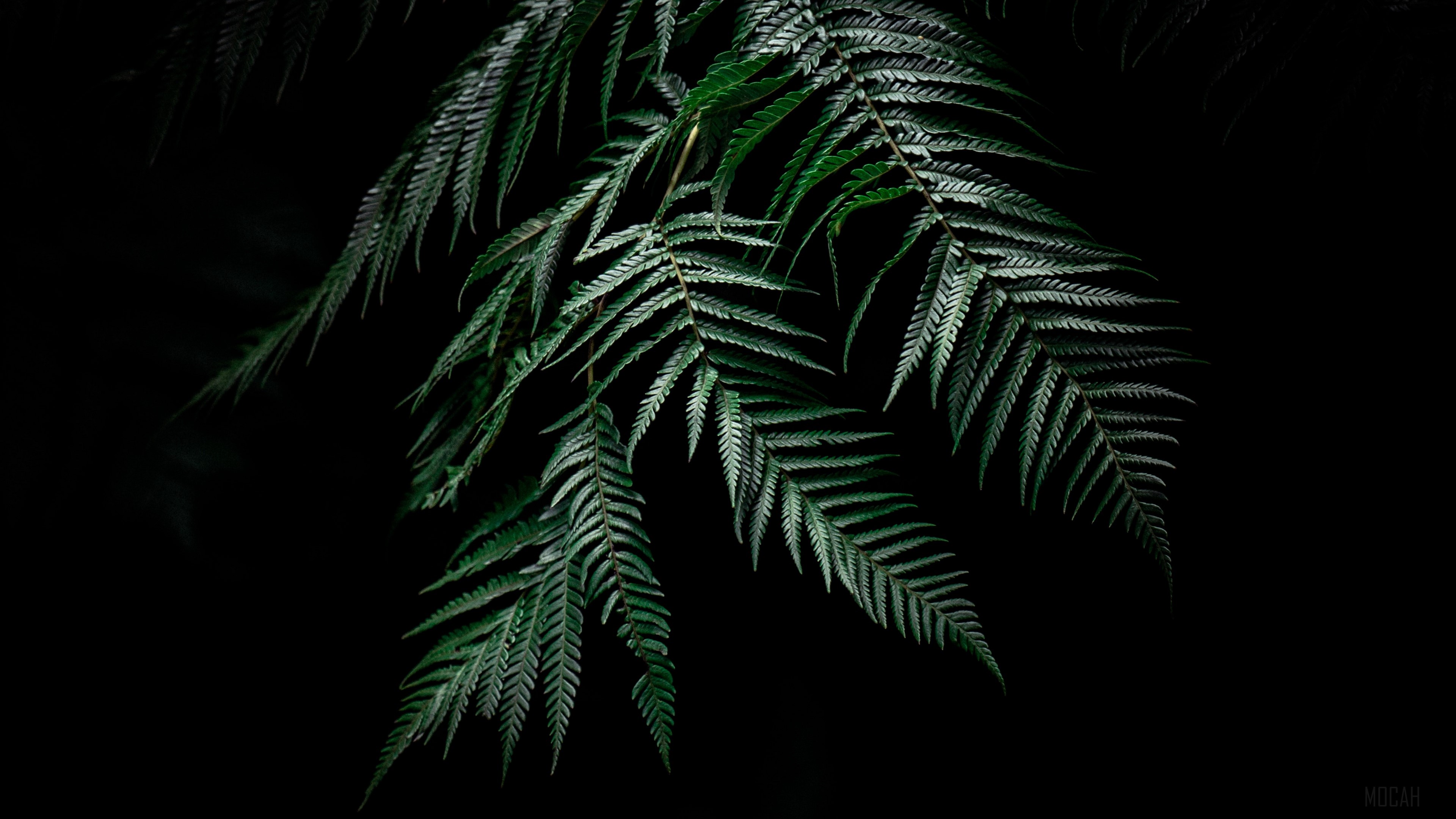 Dark Green Fern Leaves in Low Light HD Wallpaper