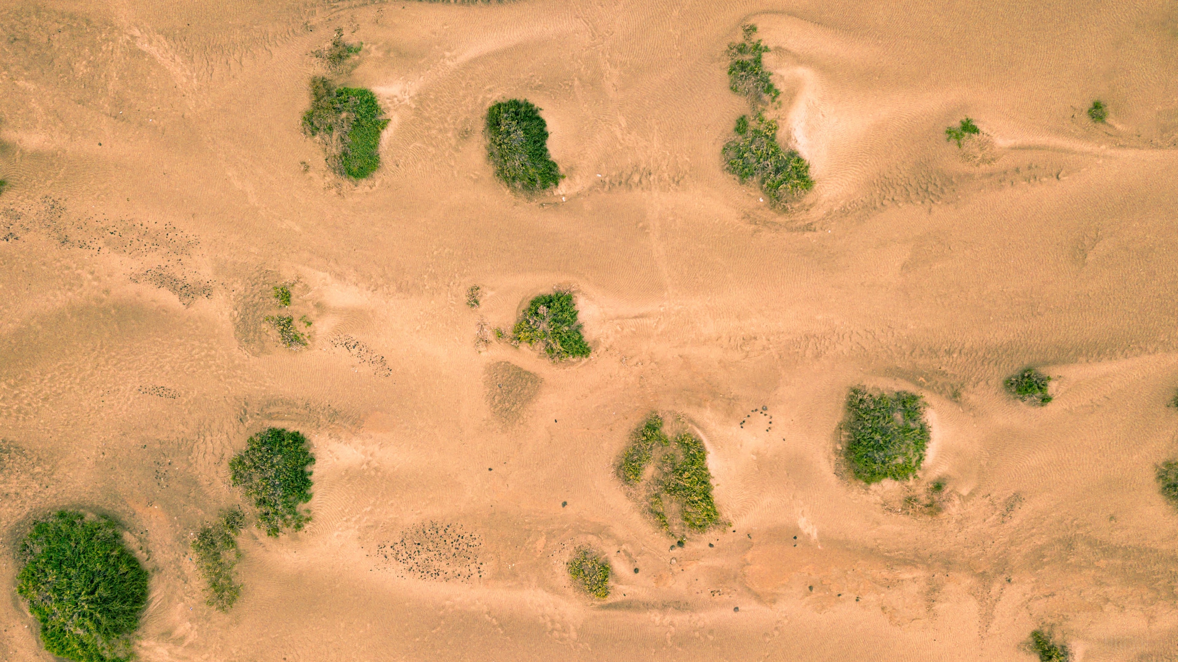Aerial view of desert dunes with scattered vegetation 4K HD Wallpaper