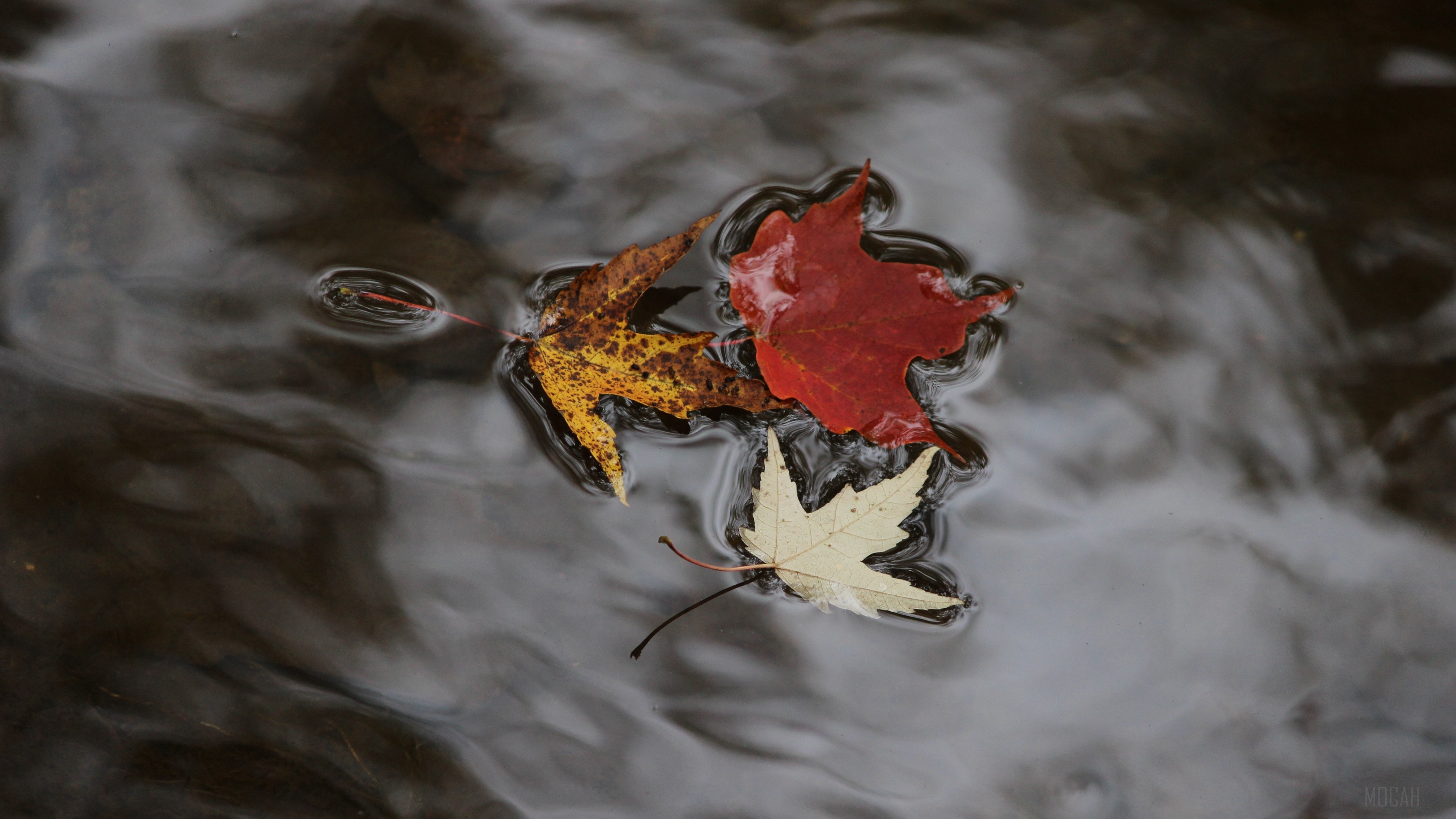 Autumn maple leaves floating on water 4K HD Wallpaper