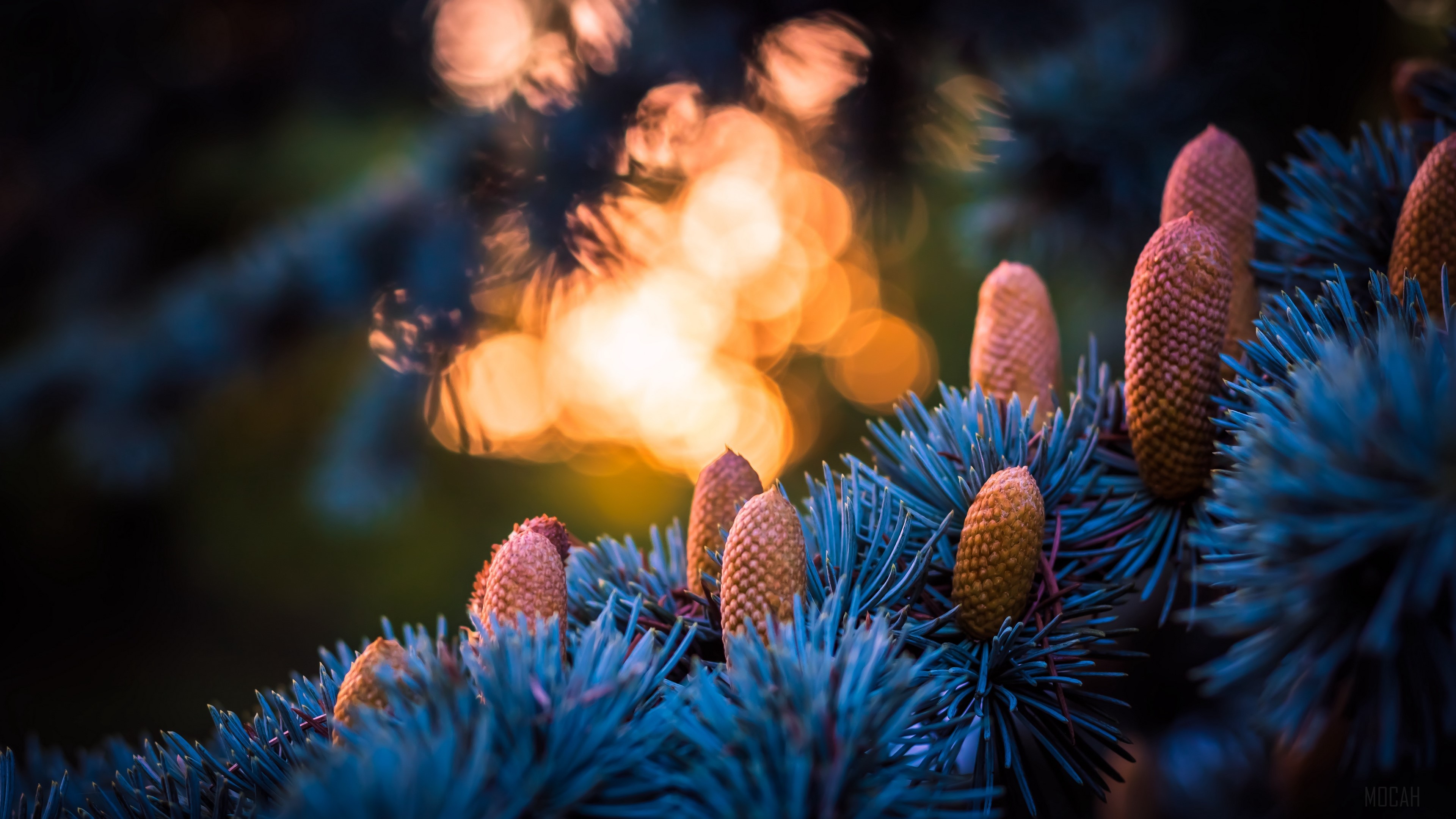 Spruce cones with bokeh and glare 4K HD Wallpaper