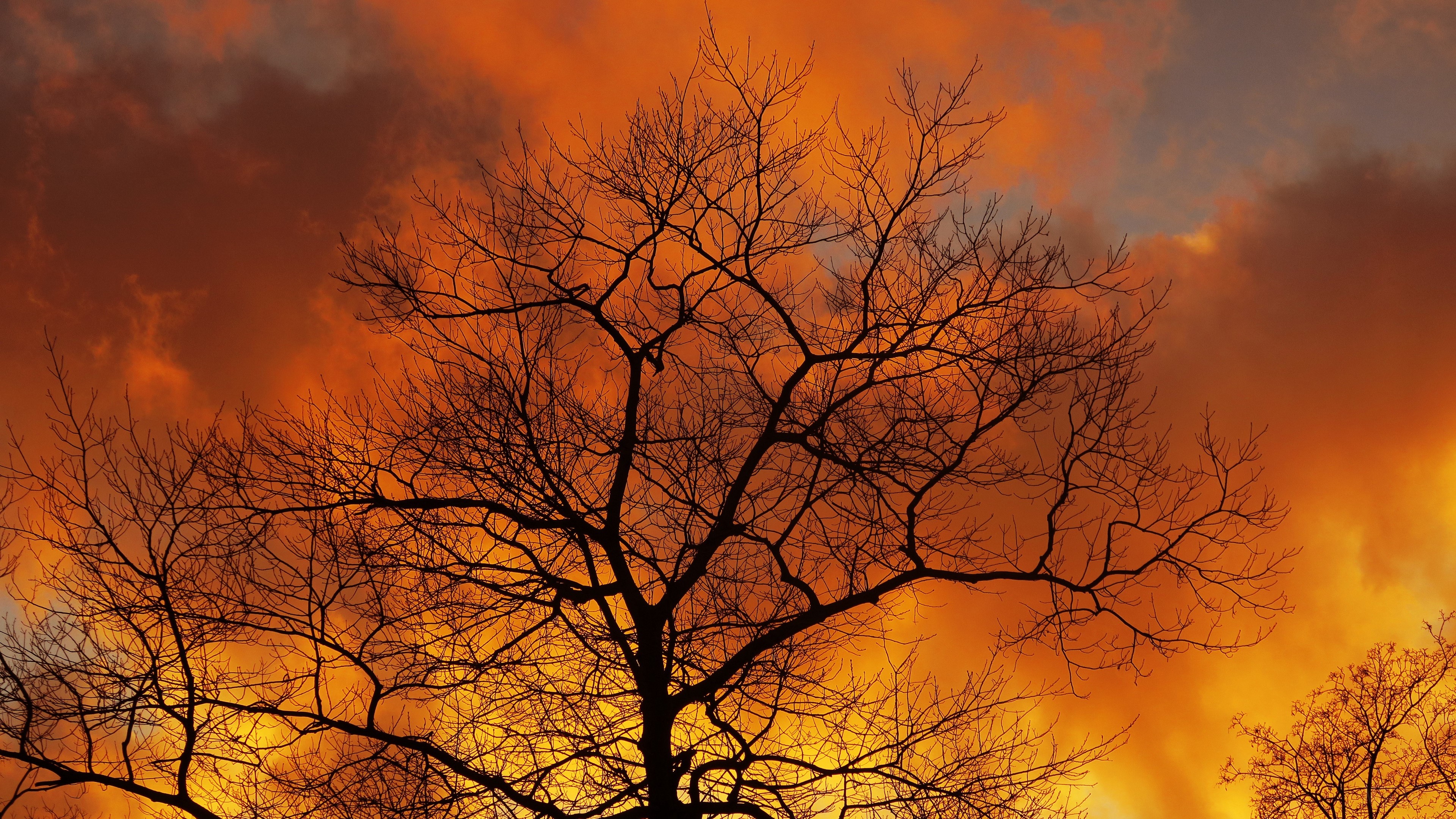 Silhouette of a bare tree against a fiery sunset sky HD Wallpaper