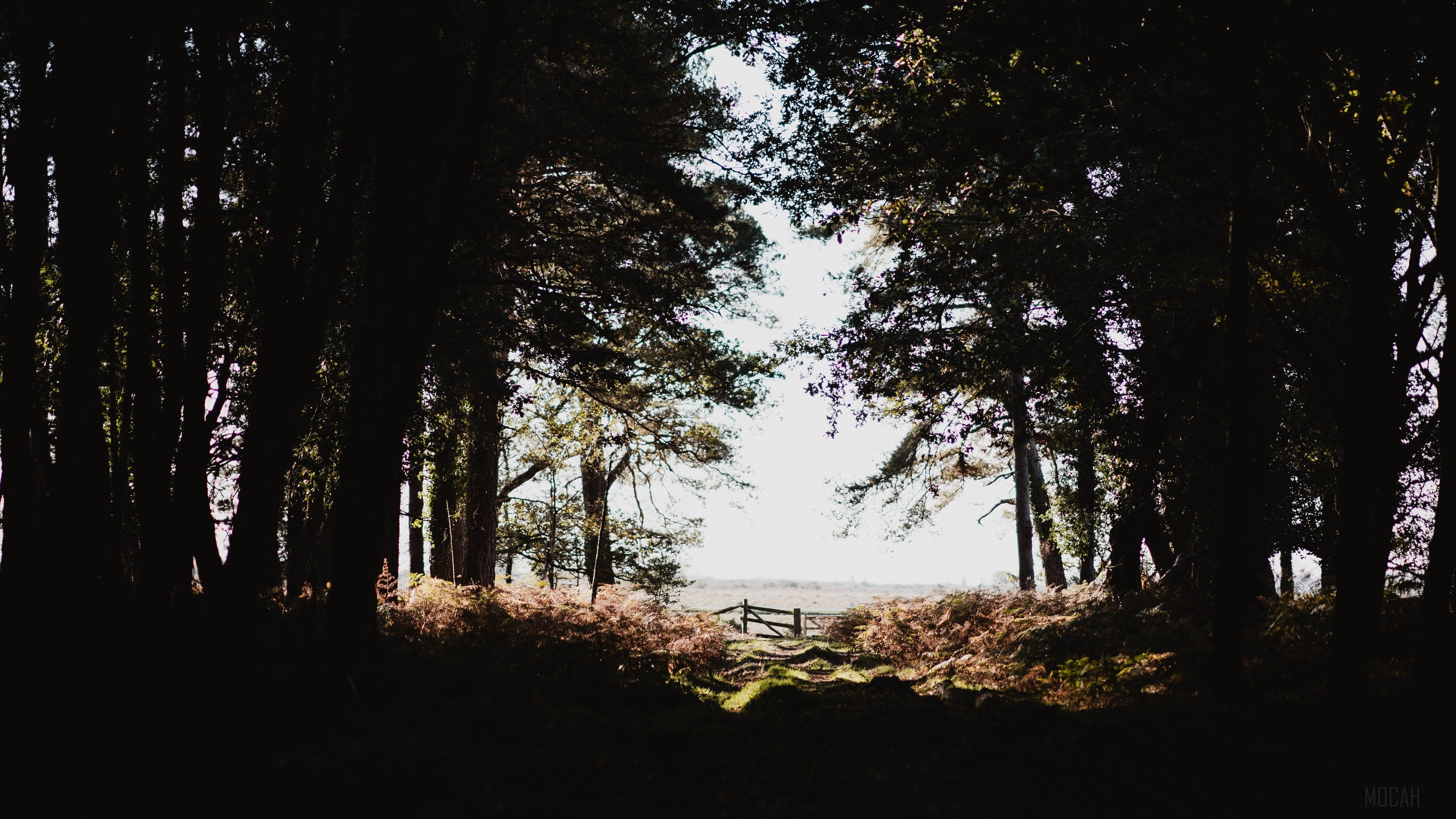 Dark forest path with a wooden gate HD Wallpaper