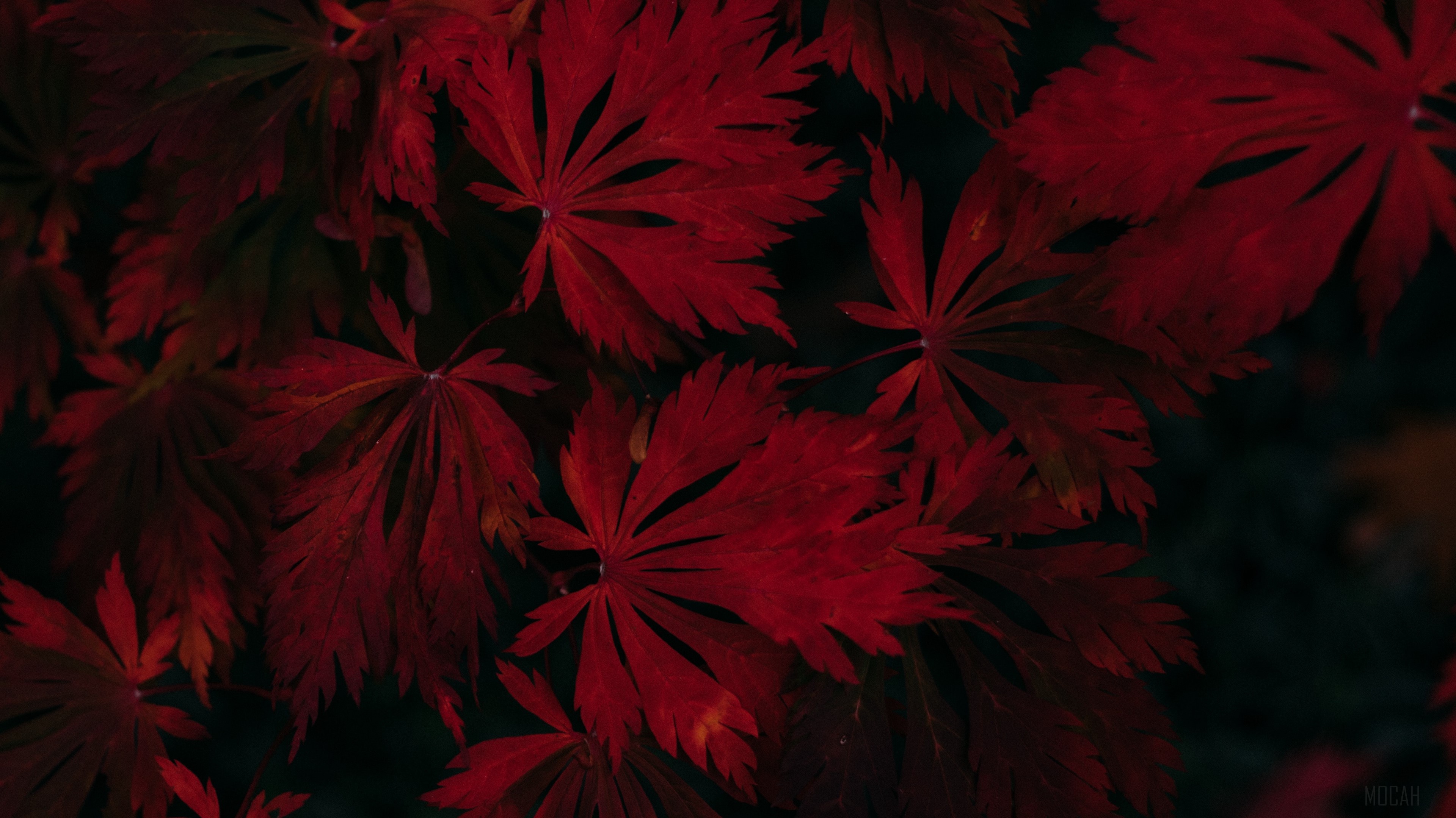Dark Red Maple Leaves 4K HD Wallpaper