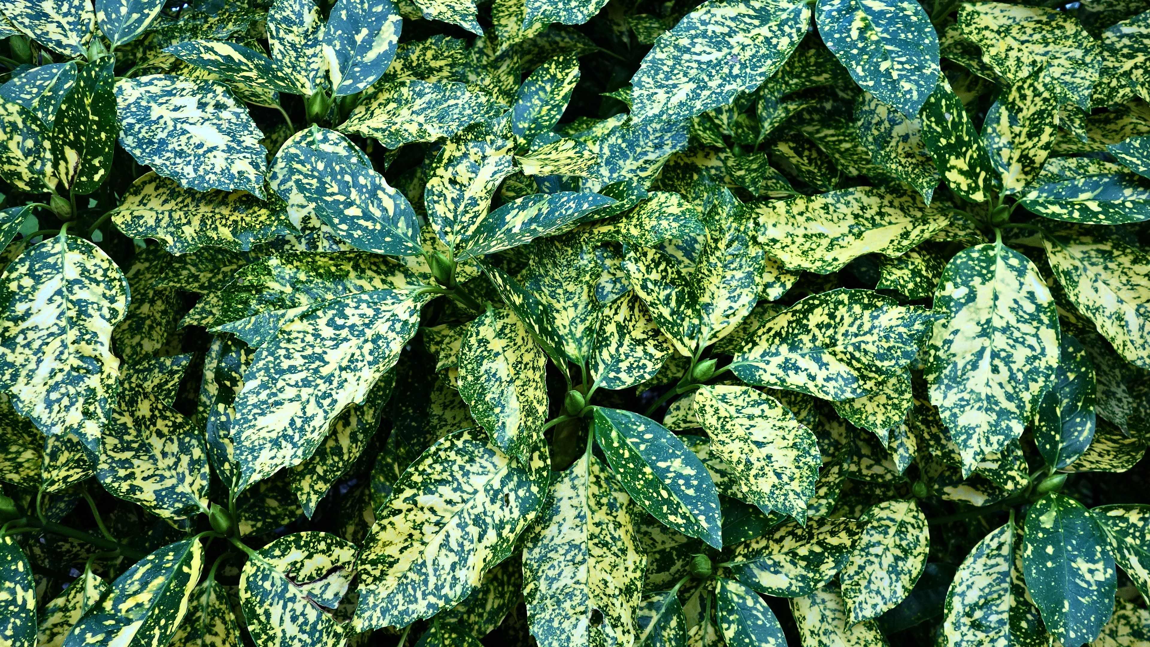 Variegated Aucuba Leaves 4K HD Wallpaper