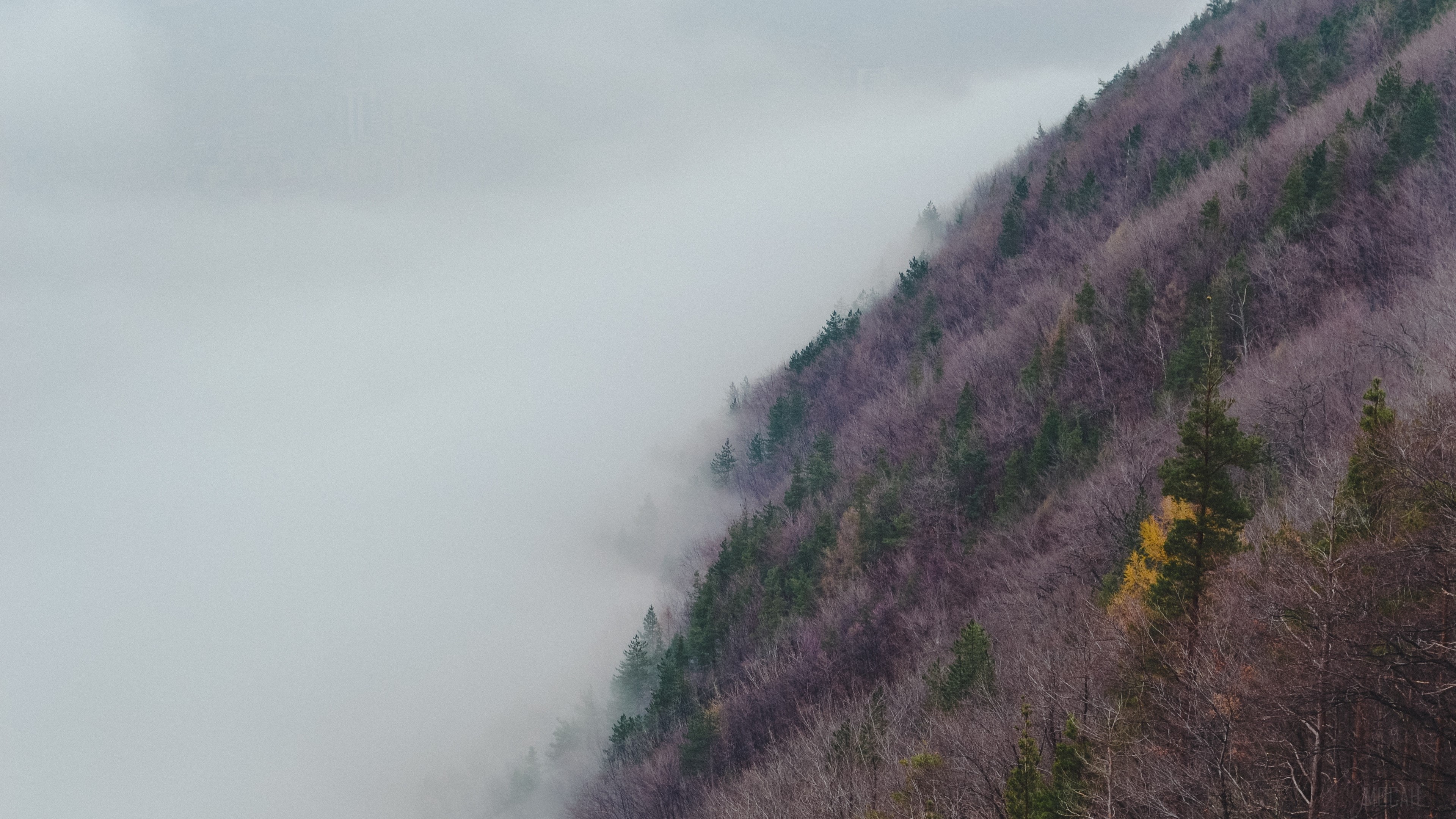 Foggy mountain slope with trees HD Wallpaper