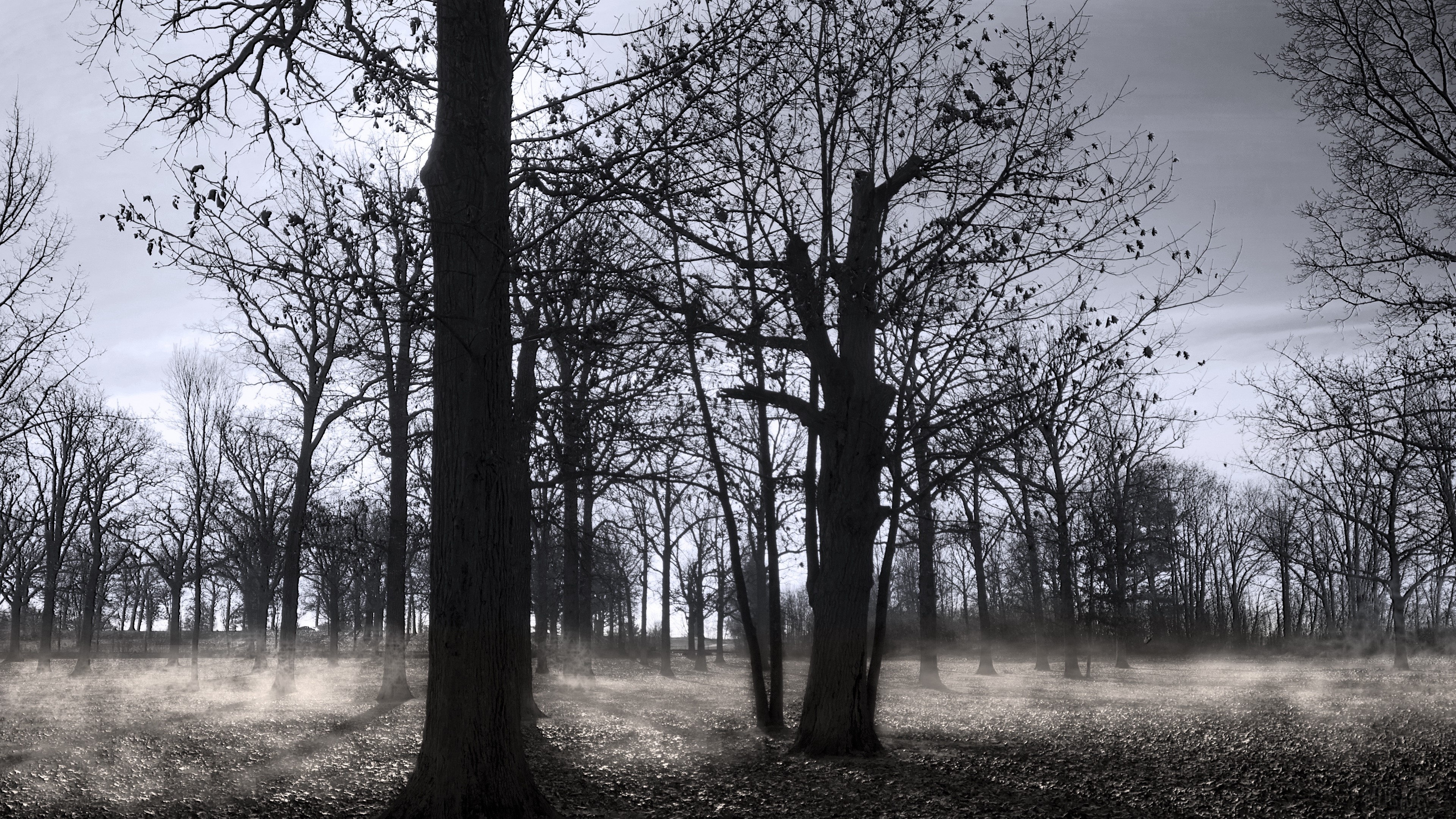 Bare trees in a misty park in autumn HD Wallpaper