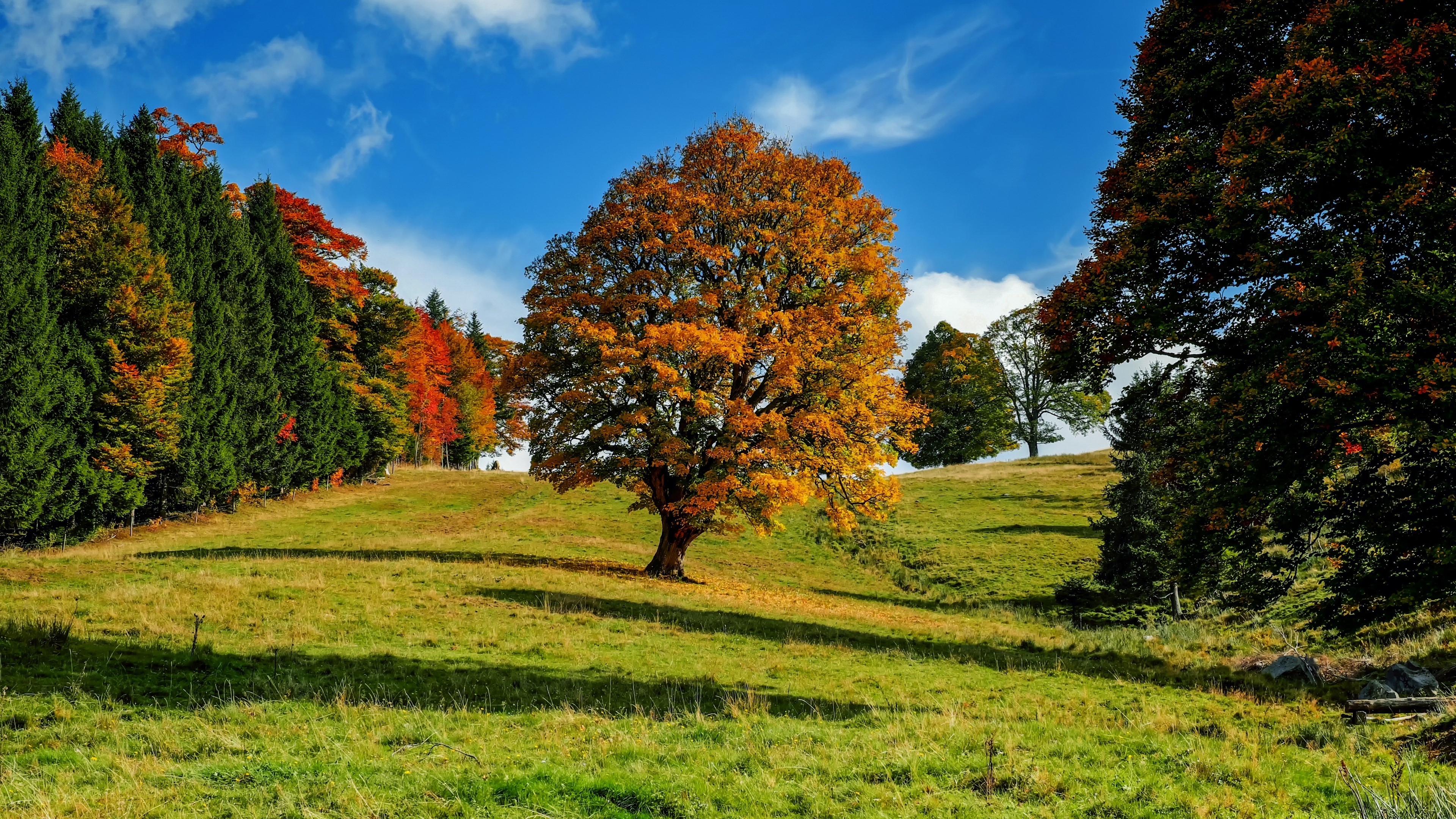 Autumn forest with a large tree in the center 4K HD Wallpaper