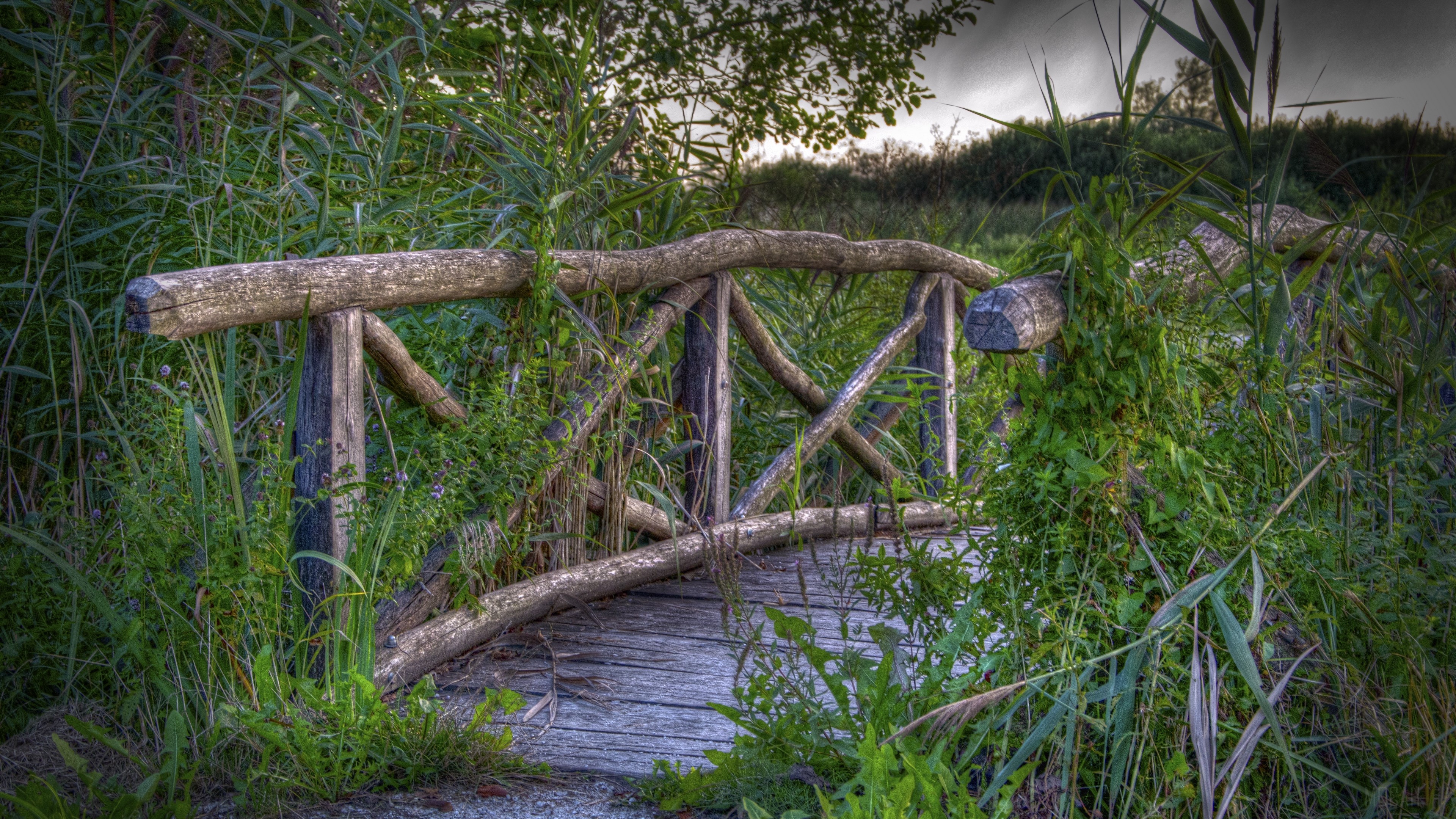 Wooden bridge overgrown with plants HD Wallpaper
