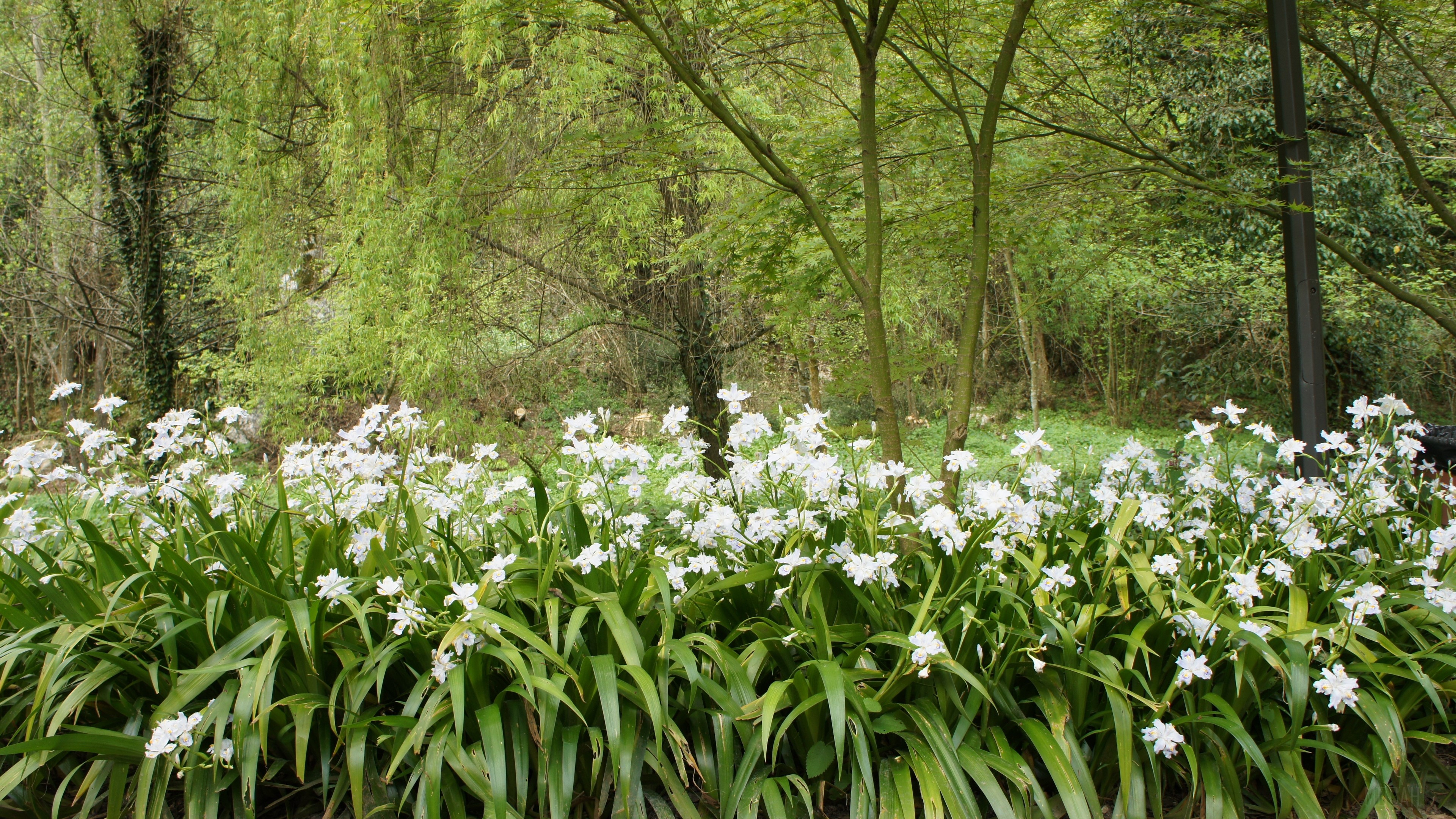 White flowers in a forest setting 4K HD Wallpaper