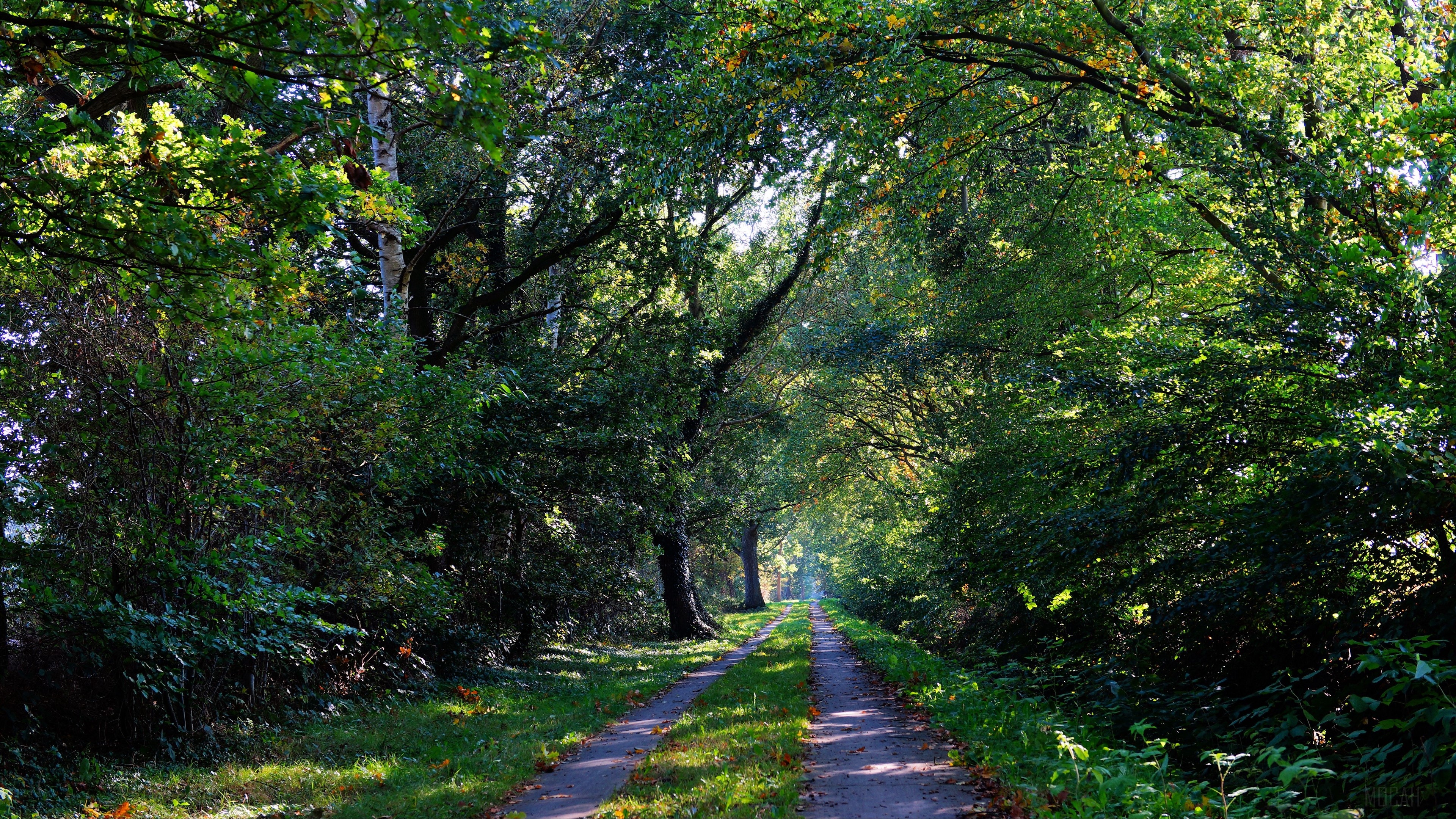 Forest trail with trees and sunlight 4K HD Wallpaper
